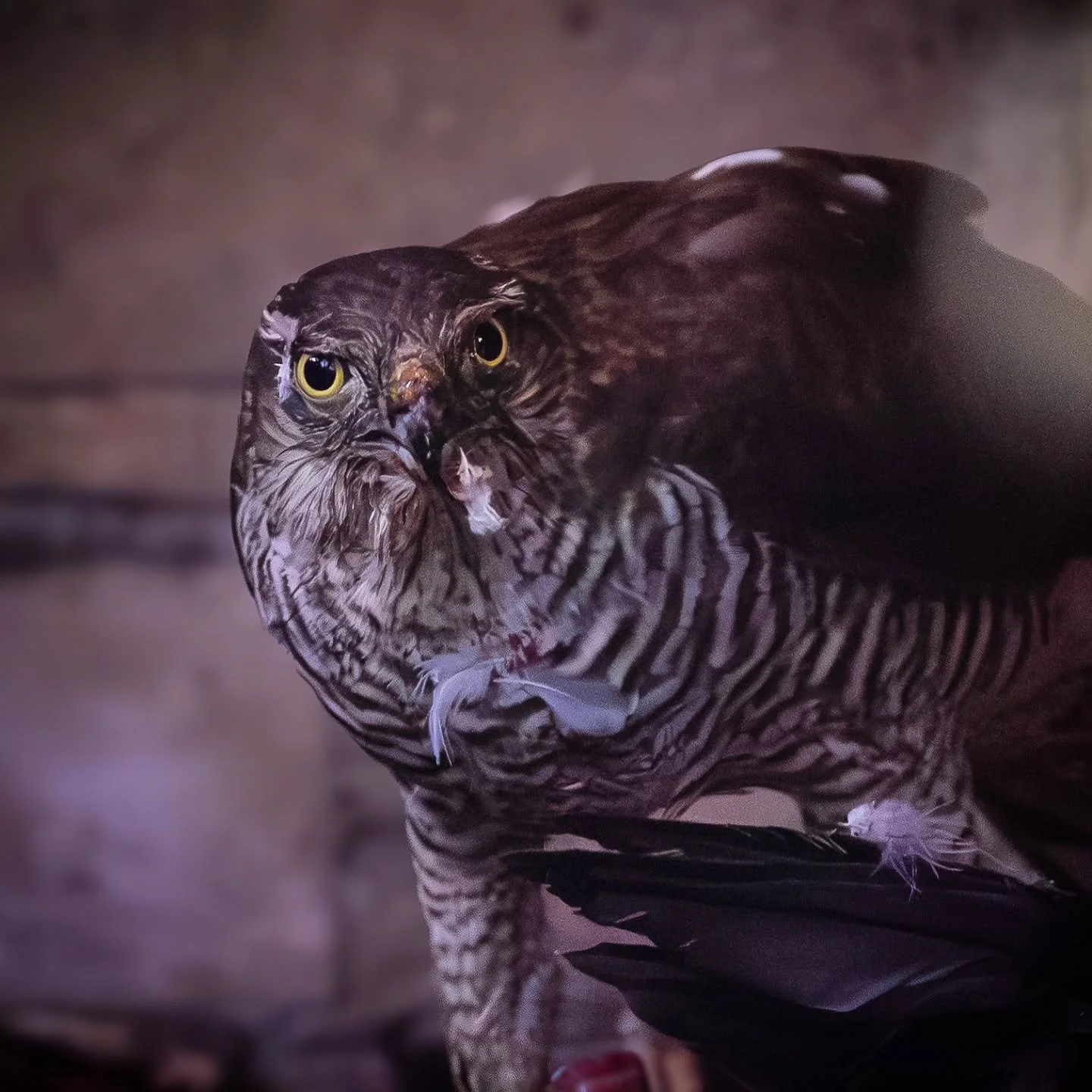Happy Monday!

This beautiful sparrowhawk visits me from time to time and always seems pretty happy to pose for the camera!

That being said...maybe I should get her a bib...

#photography #photographer #photo #art #beauty #nature #birdphotography #s