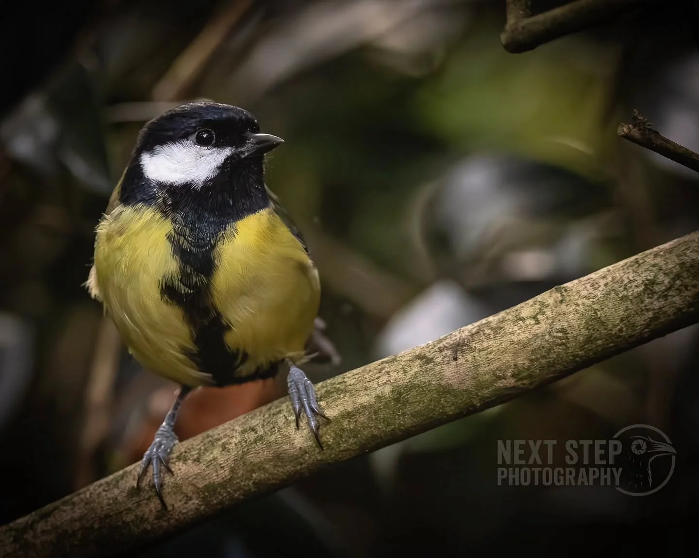 Happy Monday!

I hope you're having a positive start to a new week!

It's nearly Christmas, so there's been a lot of present buying and wrapping recently here, but it's hard not to feel a little jolly!

#photography #photographer #art #beauty #bird #