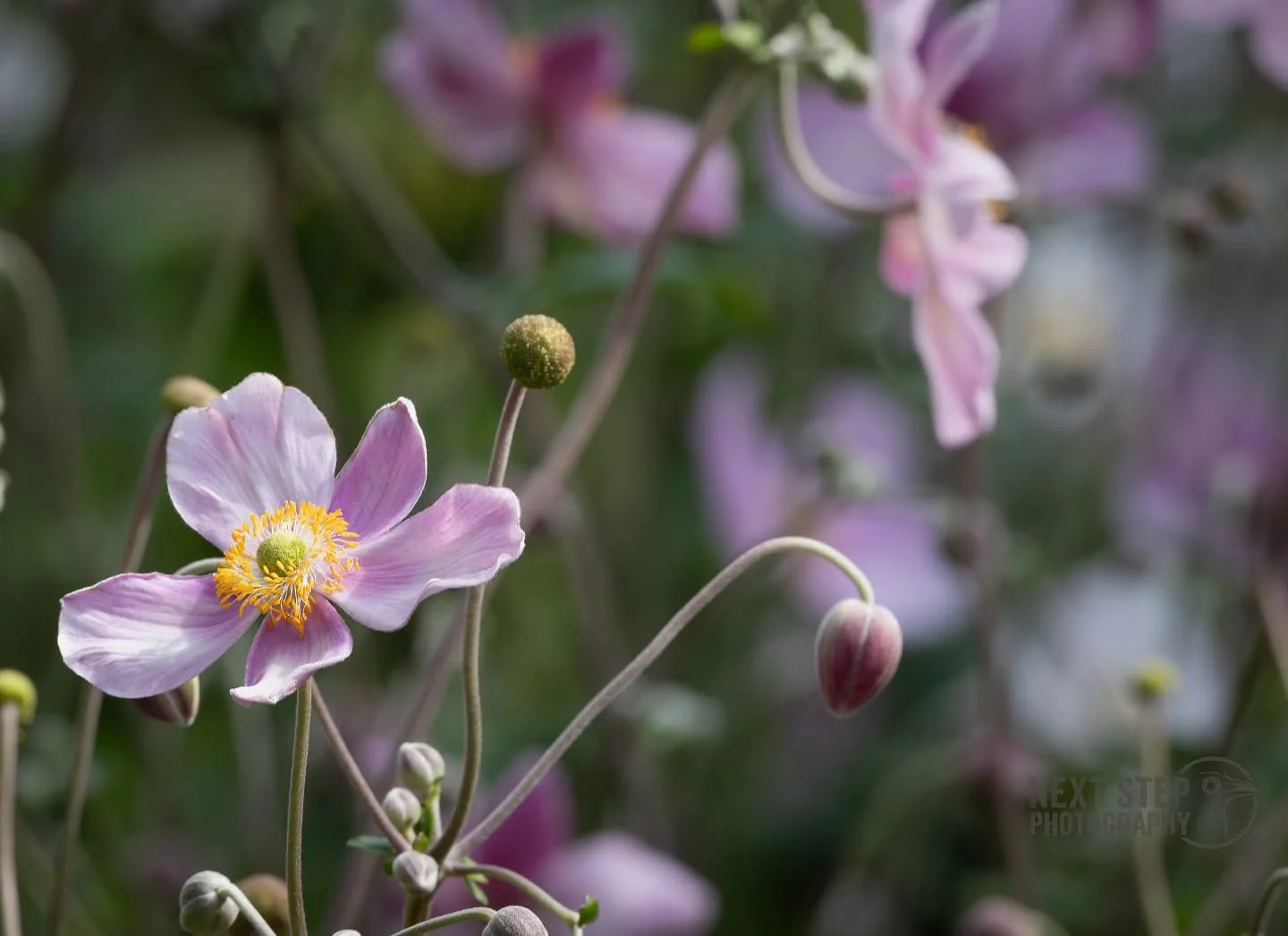 Happy Friday!

It's nearly the weekend and I can't wait for a relax

#photography #photographer #photo #art #nature