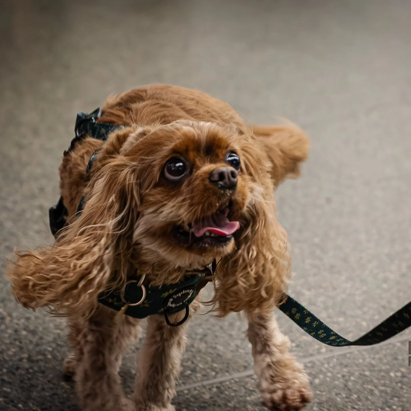 I love taking photos of animals, especially when they have as much personality as this little one I met in London a few weeks ago!

That being said, it can be kind of tricky when they're energetic and excited to meet you too...

...scroll to the seco
