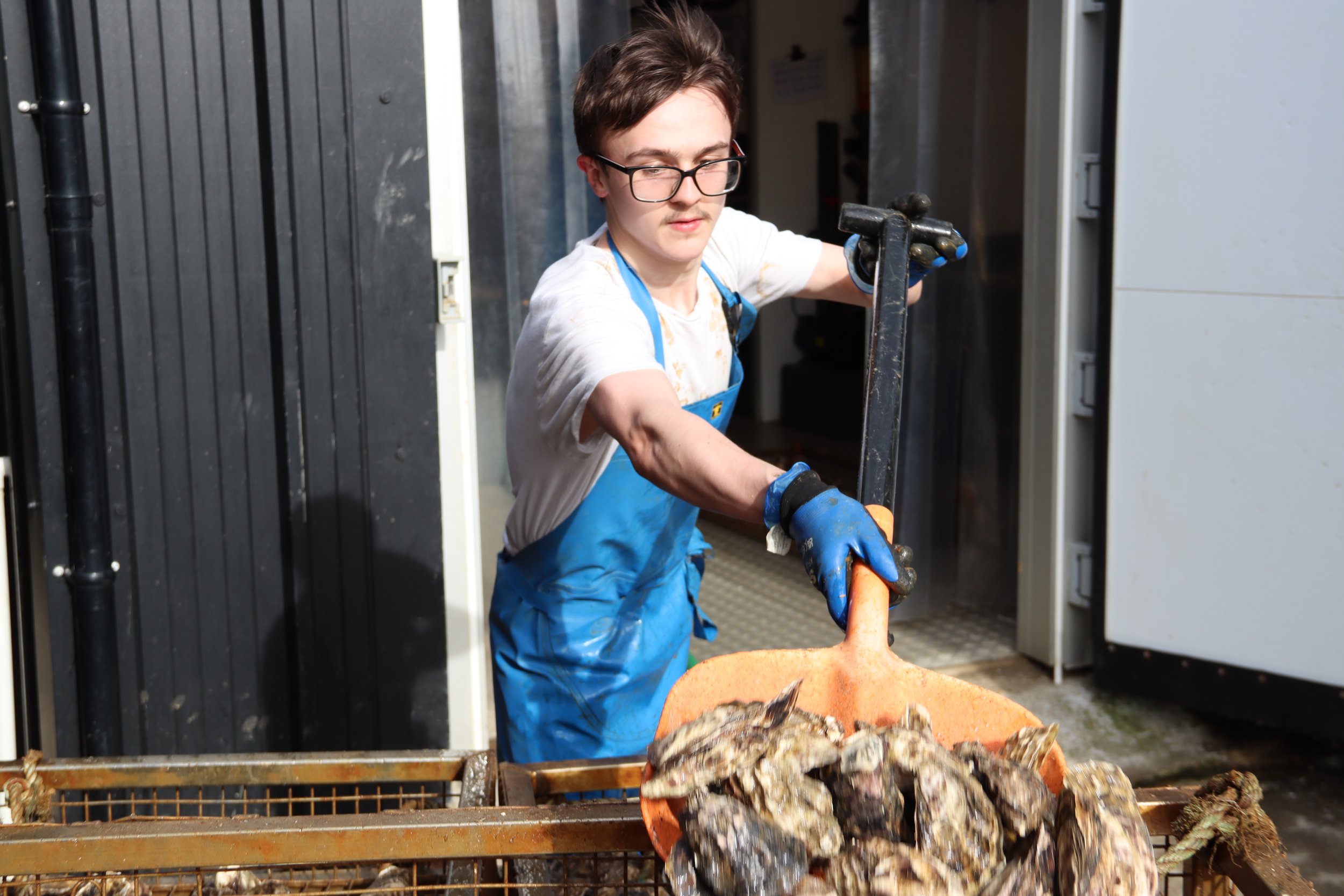 A man shoveling oysters