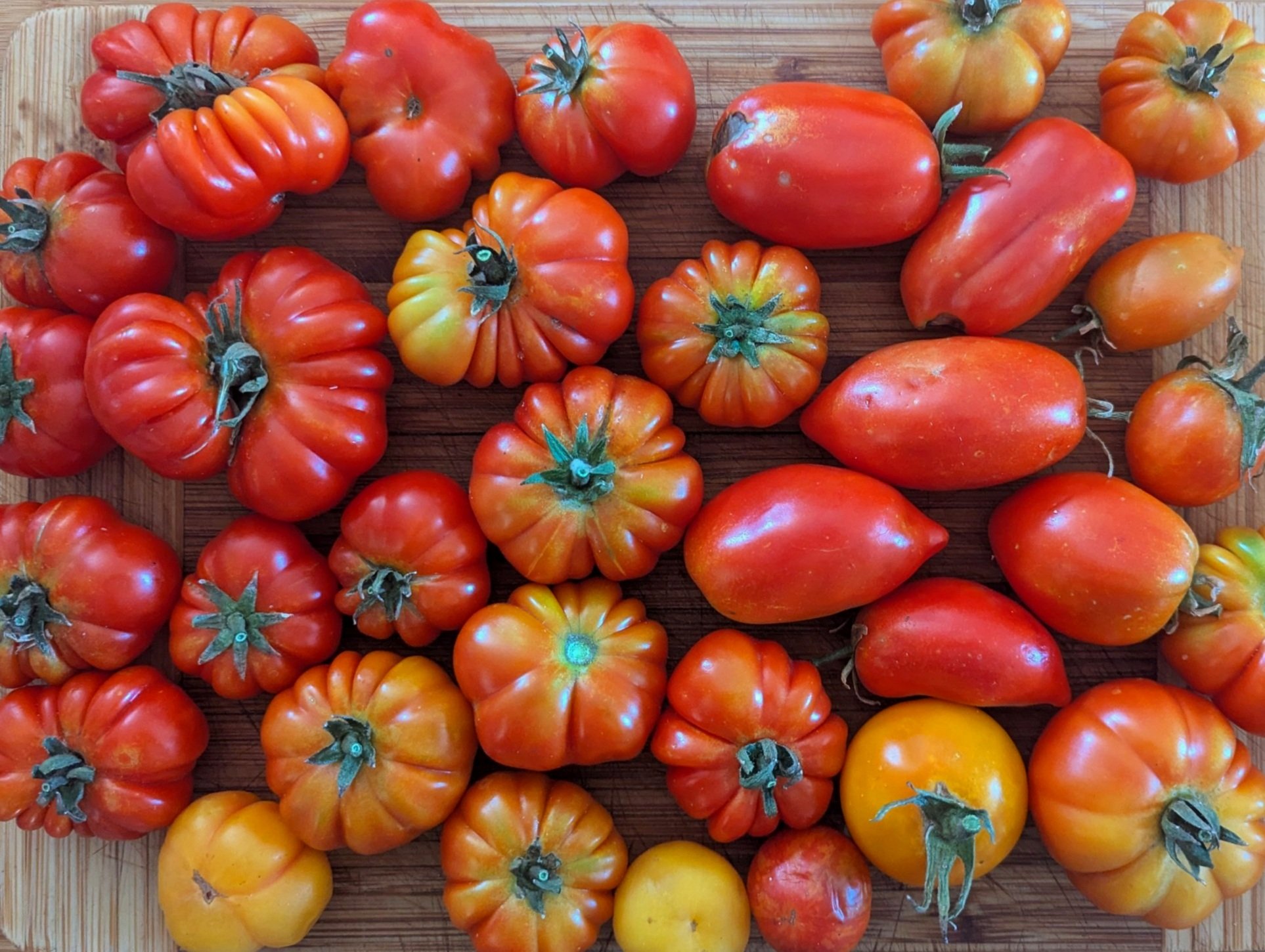Our First Hydroponic Tomato & Capsicum Harvest!