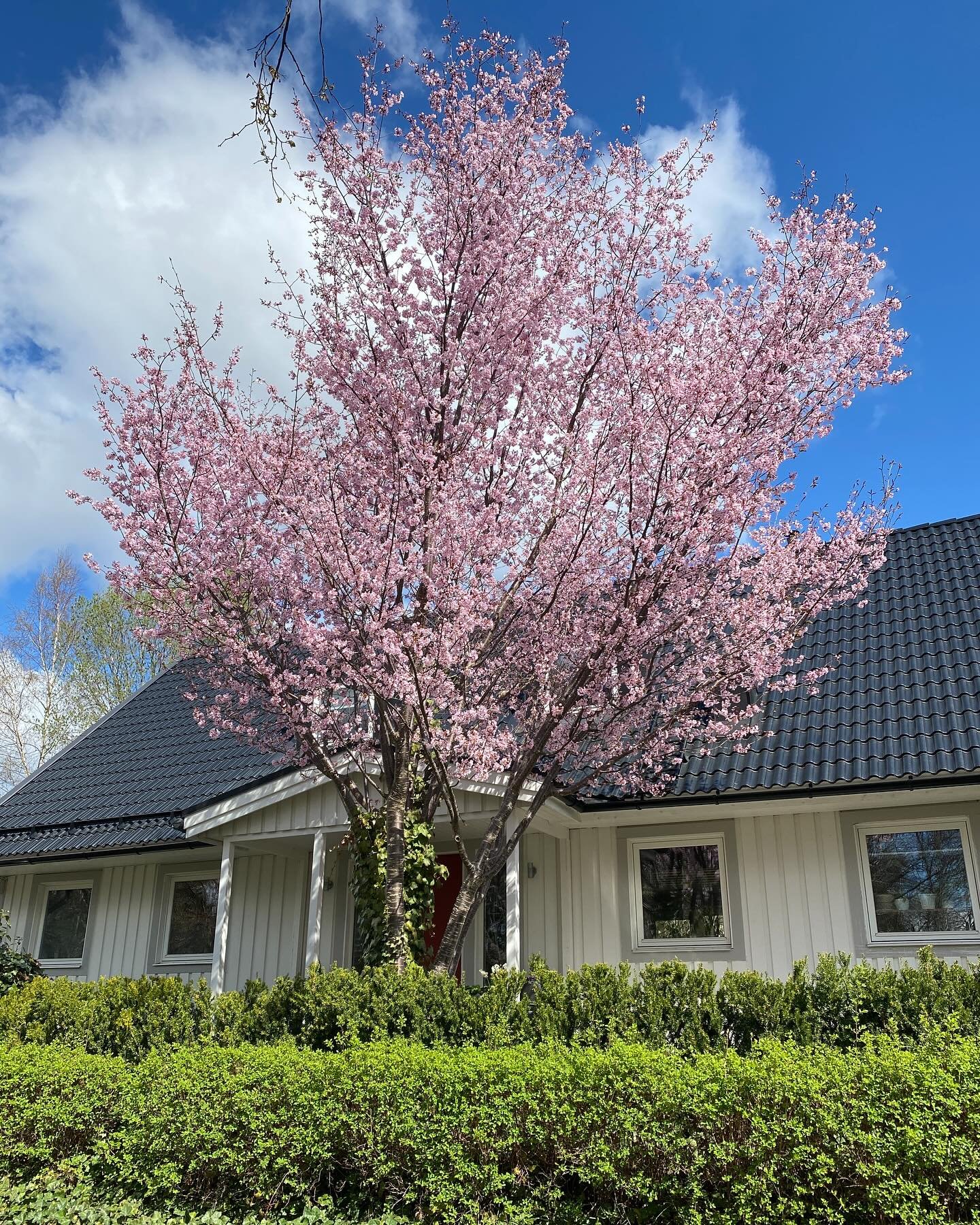 Det blommar inte s&aring; l&auml;nge men man njuter efter att ha l&auml;ngtat efter v&aring;ren s&aring; l&auml;nge. Ormhasseln &auml;r finast innan bladen kommer 🌸