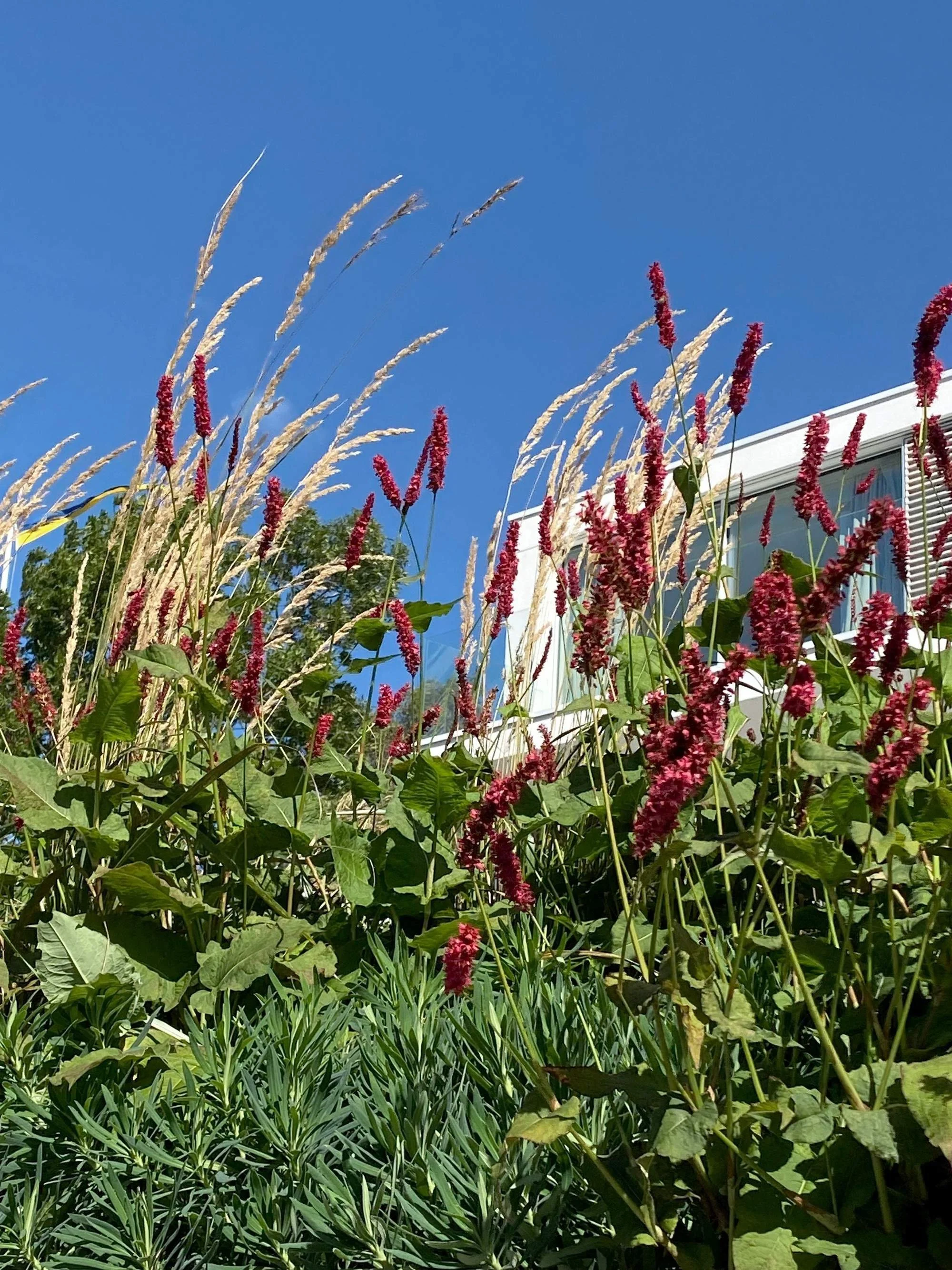 Härlig naturalistic plantering möter en arkitektritat modernt hus