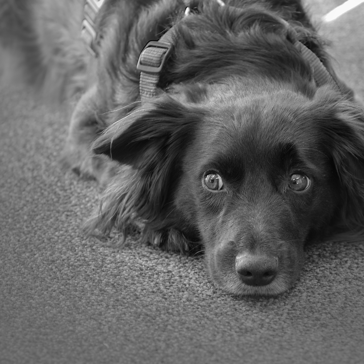 Black and white photo of a dog lying on the carpet, looking directly into the camera.