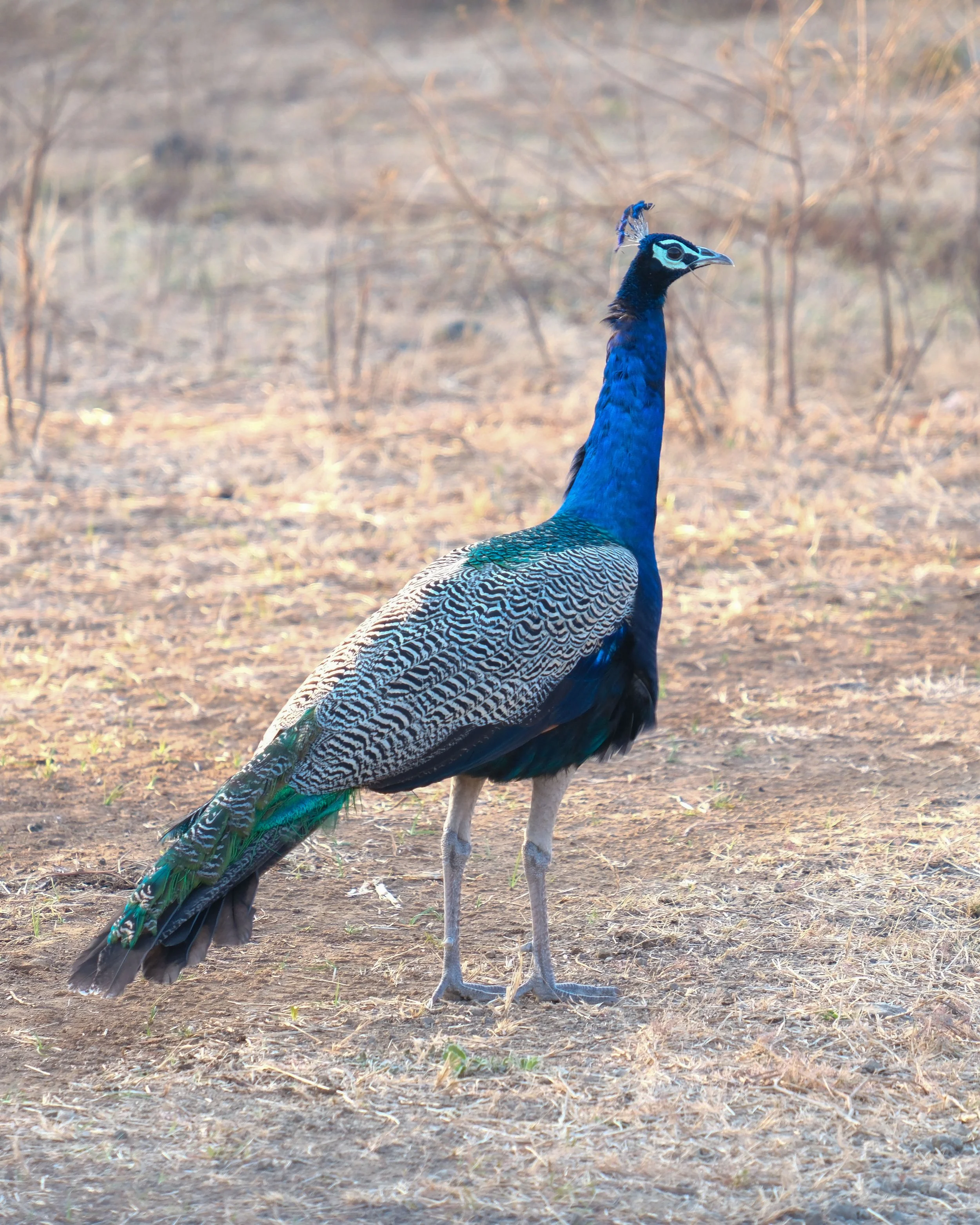 DSCF7861.jpg