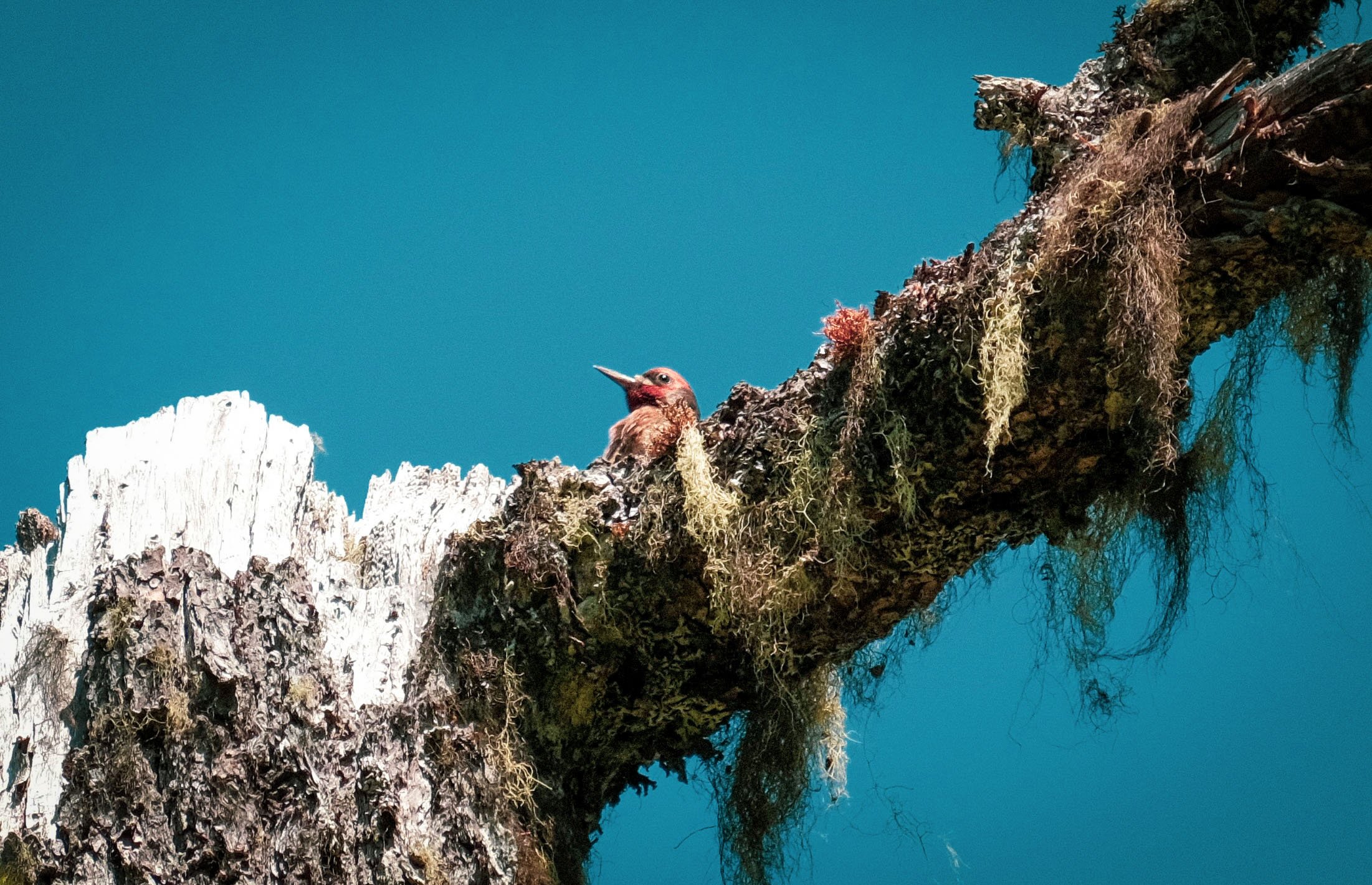 Red-Breasted Sapsucker