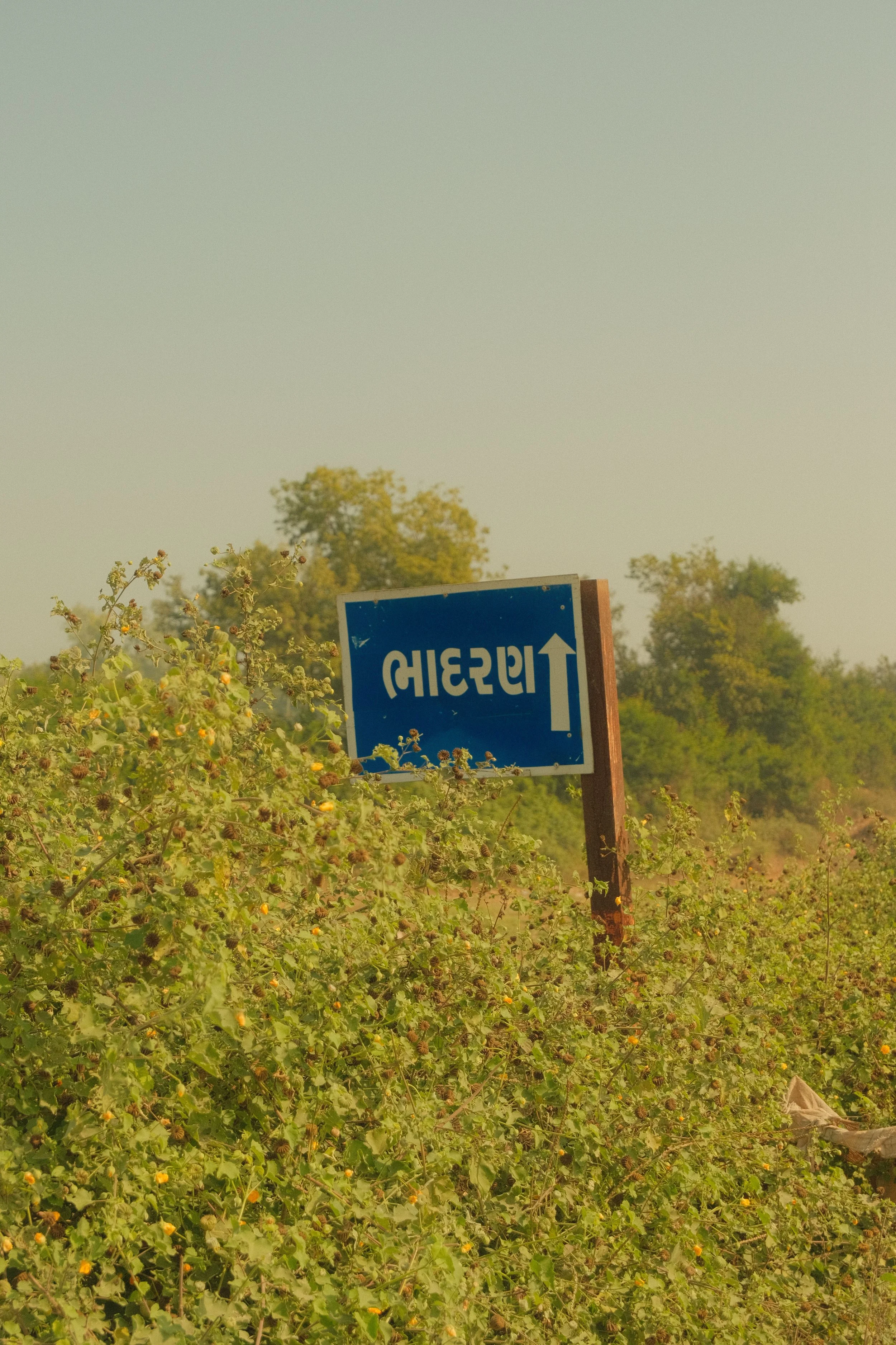 DSCF0990.jpg