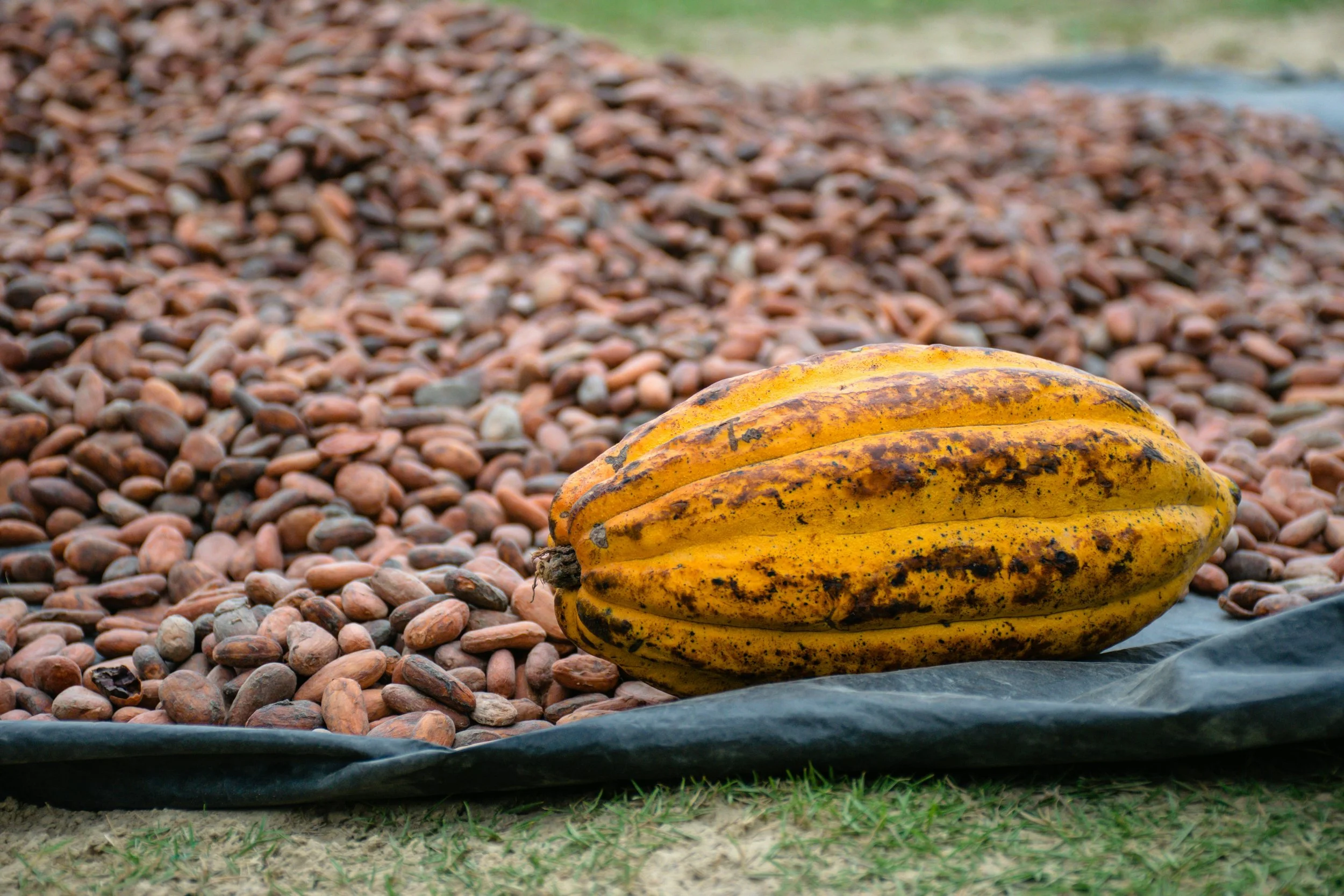 Cacao: The Heart’s Gentle Guide