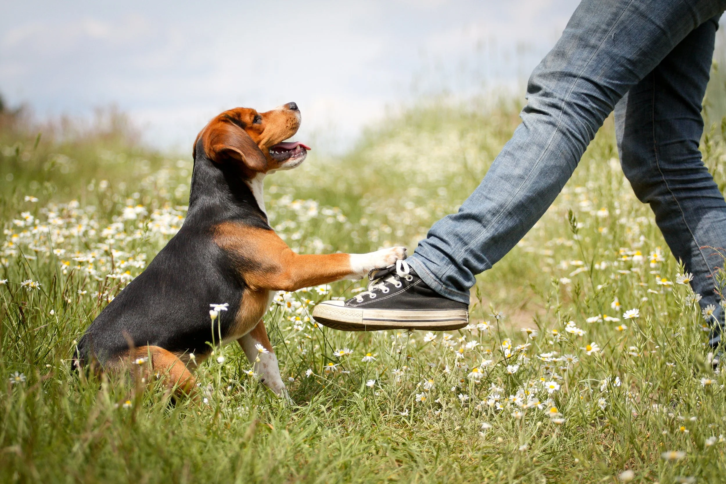 mw-beagle-64.jpg