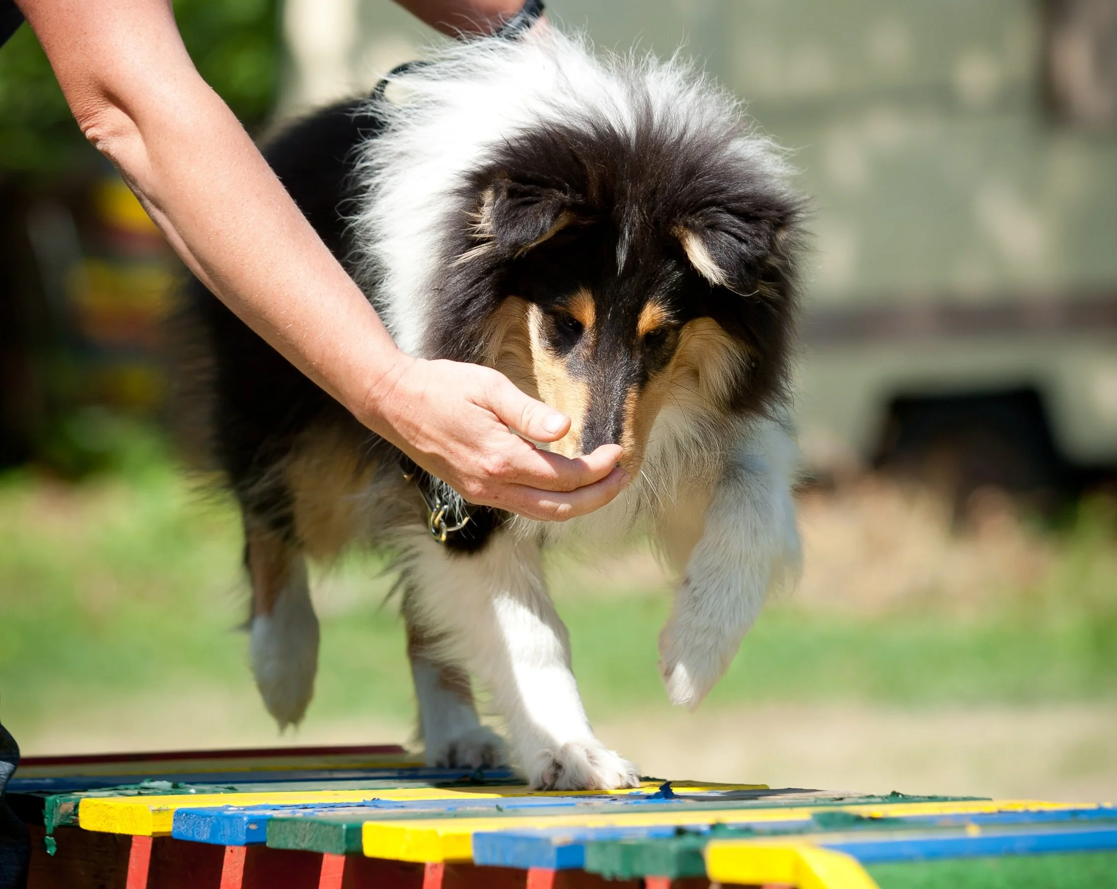 mw-l_collie-163a.jpg