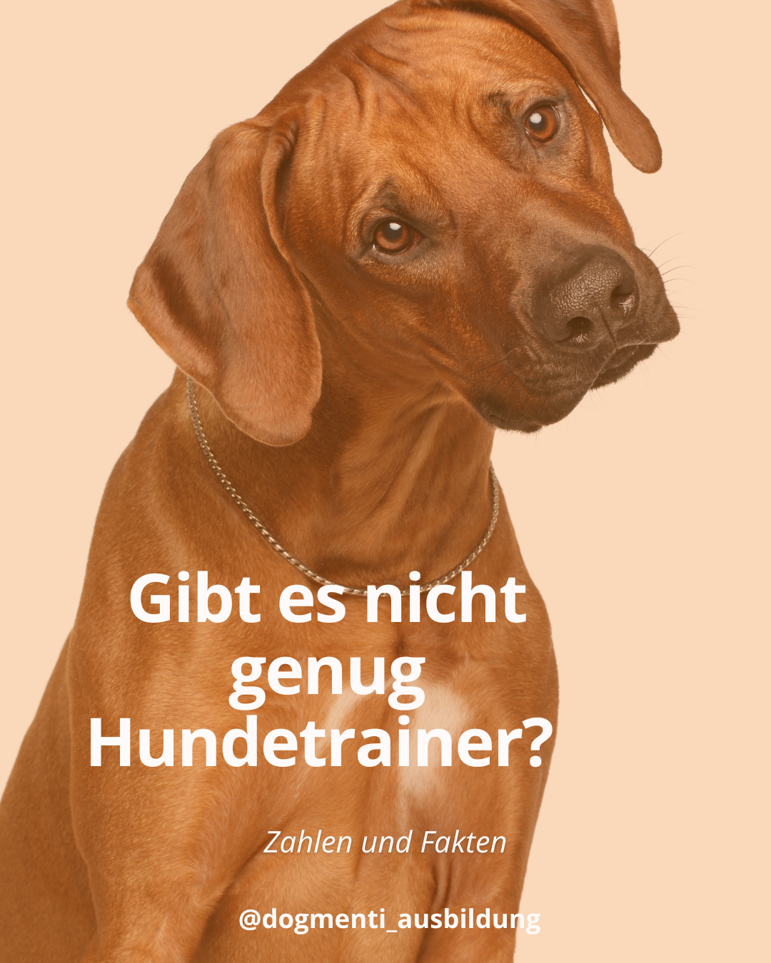 Hundetrainerausbildung im Vergleich 