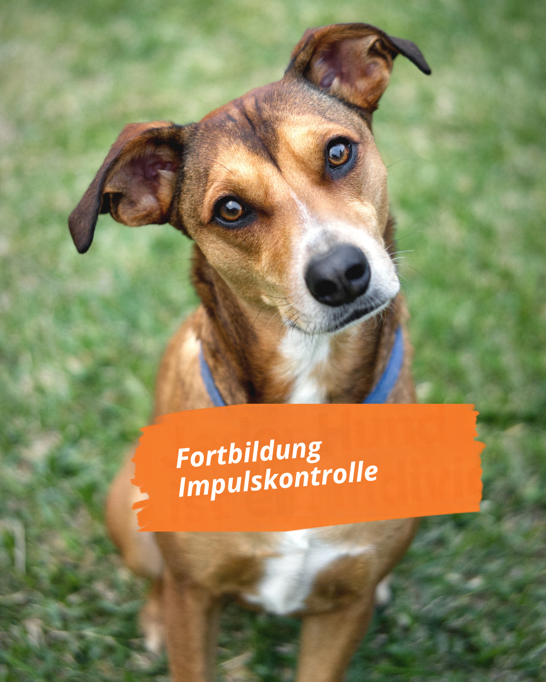 Impulskontrolle beim Hund trainieren