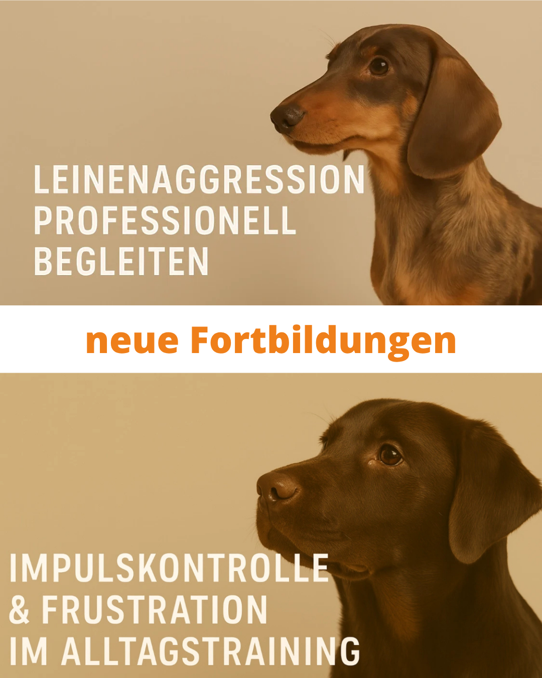 Leinenaggression beim Hund 