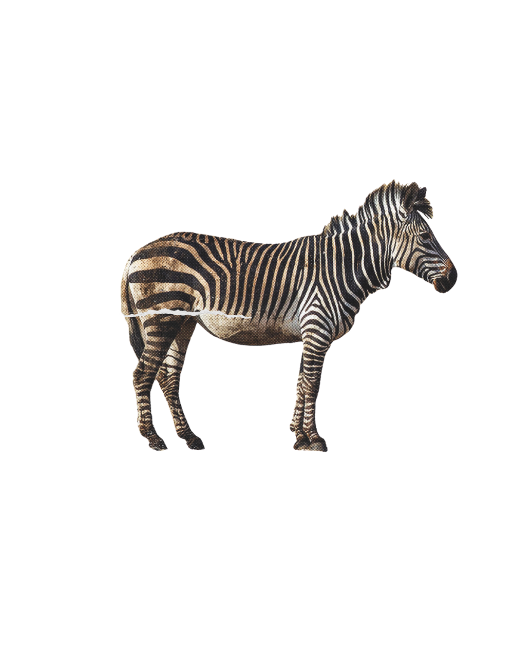 Ontwerp zonder titel.png