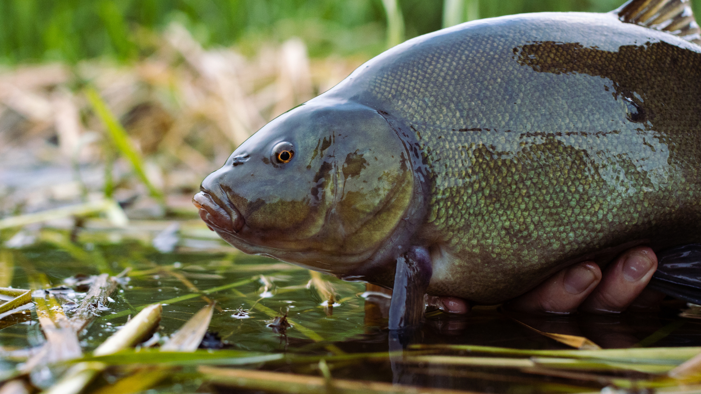 The Red-Eyed Awakening: A Love Letter to the Spring Tench