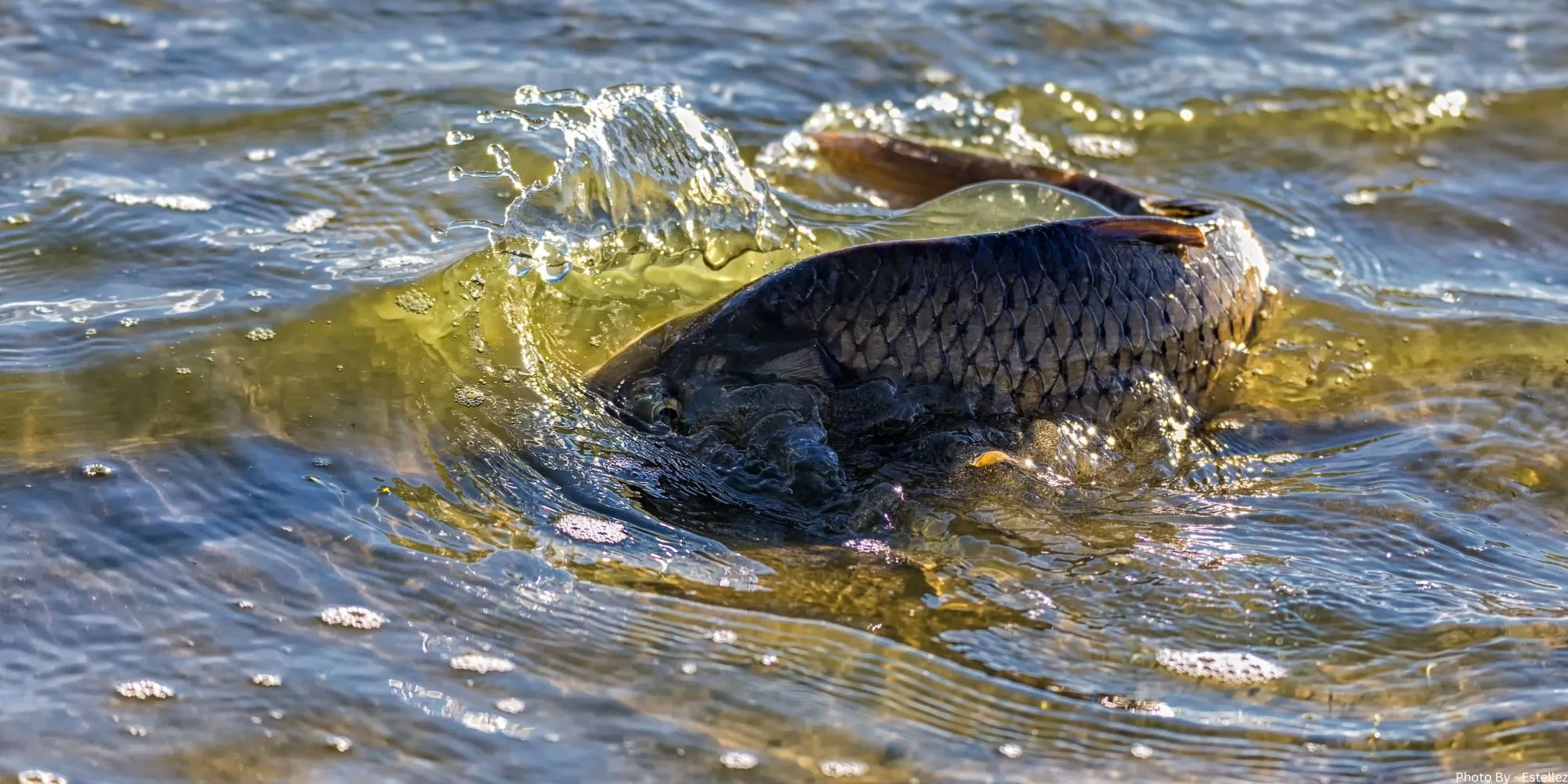 Why the Fish Have Gone Quiet - Understanding Spawning Season in the UK