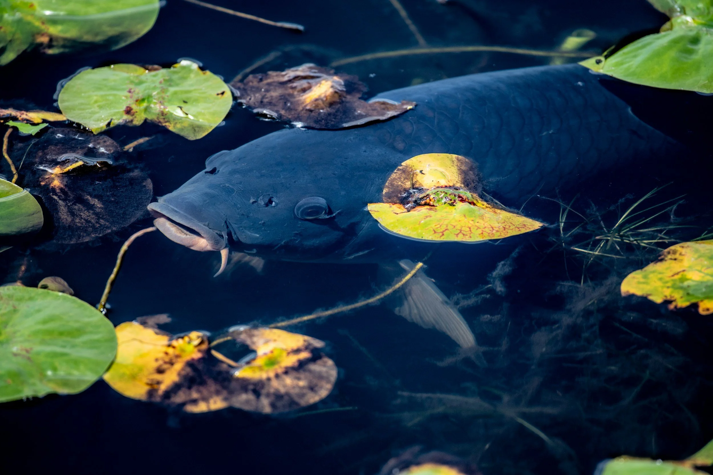 Surface Fishing for Carp: How to Catch Them off the Top This Summer