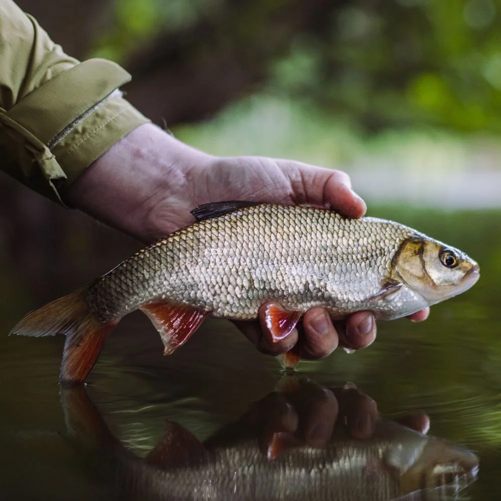 How to Catch Roach in the UK: A fish that will get you hooked for life.
