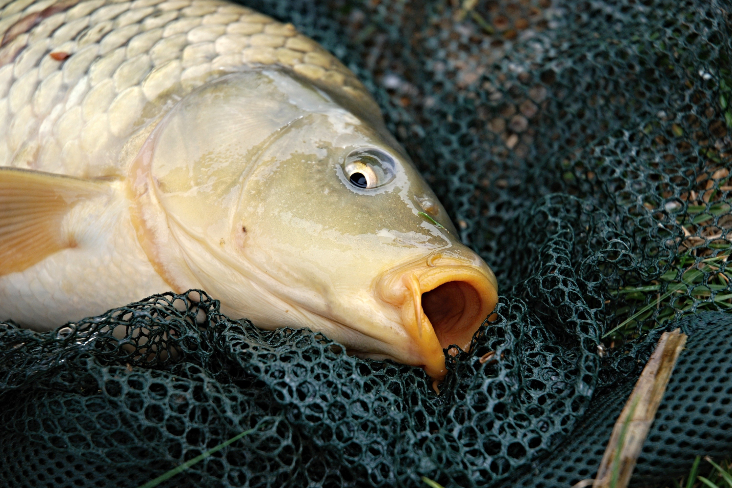 Close-up of a common carp on a fishing net