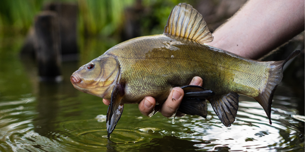 Complete Guide to UK Coarse Fish Species - Identification, Records ...