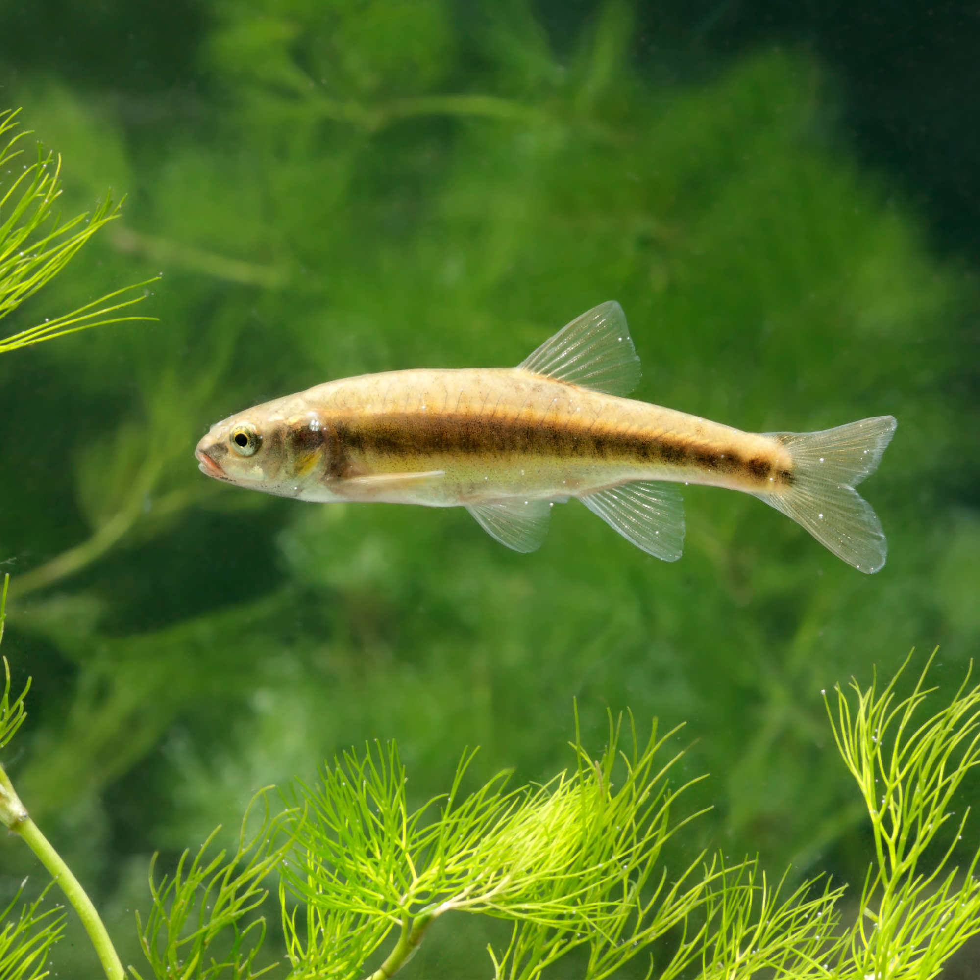 Small fish swimming in freshwater aquarium with green aquatic plants