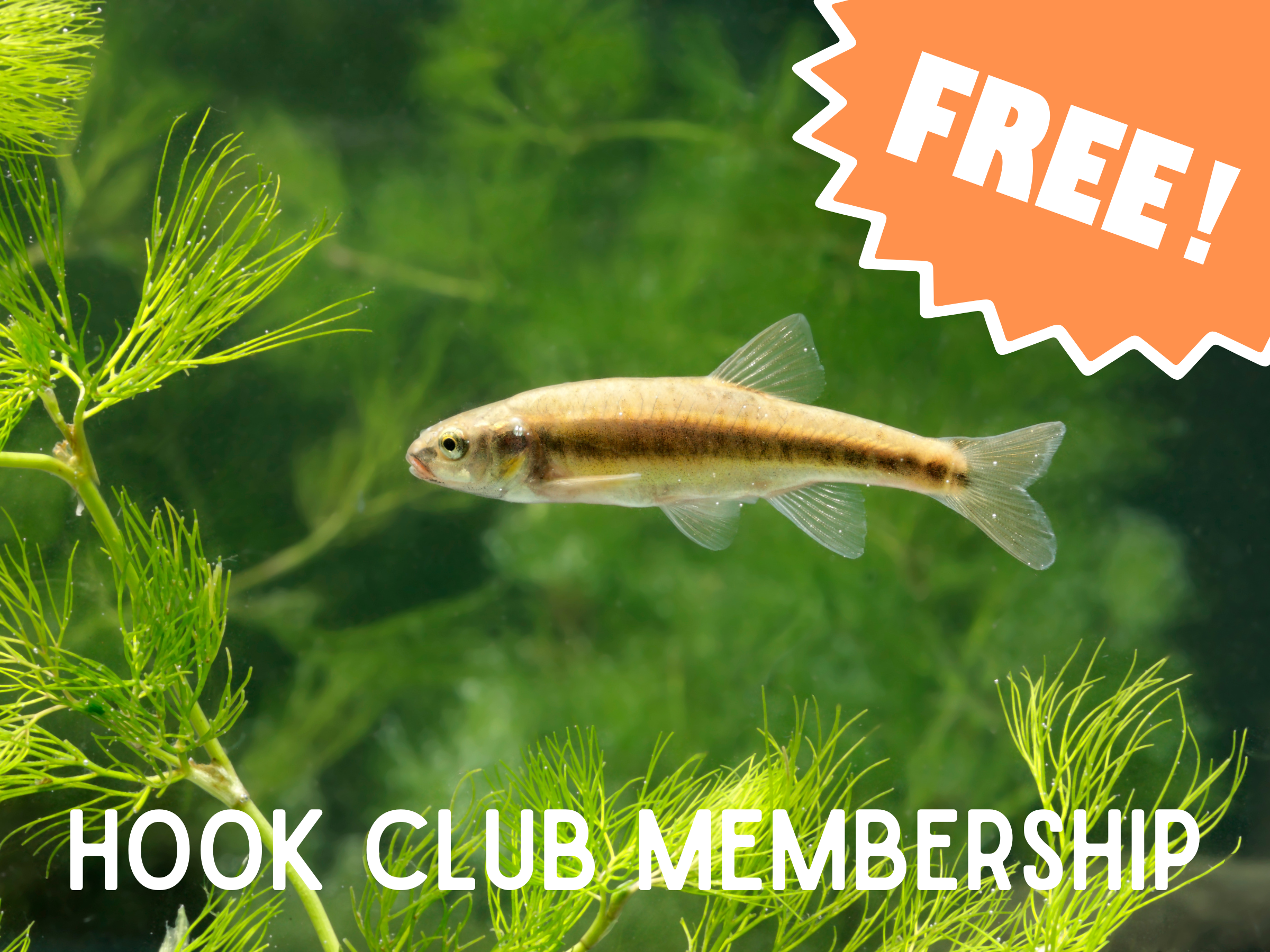 A small fish swimming in an aquarium with green aquatic plants, along with a bright orange starburst graphic in the top right corner displaying the words 'FREE!'. White text at the bottom reads 'HOOK CLUB MEMBERSHIP.'