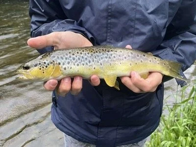 Person in a dark jacket holding a brown trout over a river.