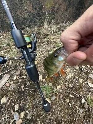 Person holding a small fish caught on a fishing hook, with a fishing rod on the ground nearby.