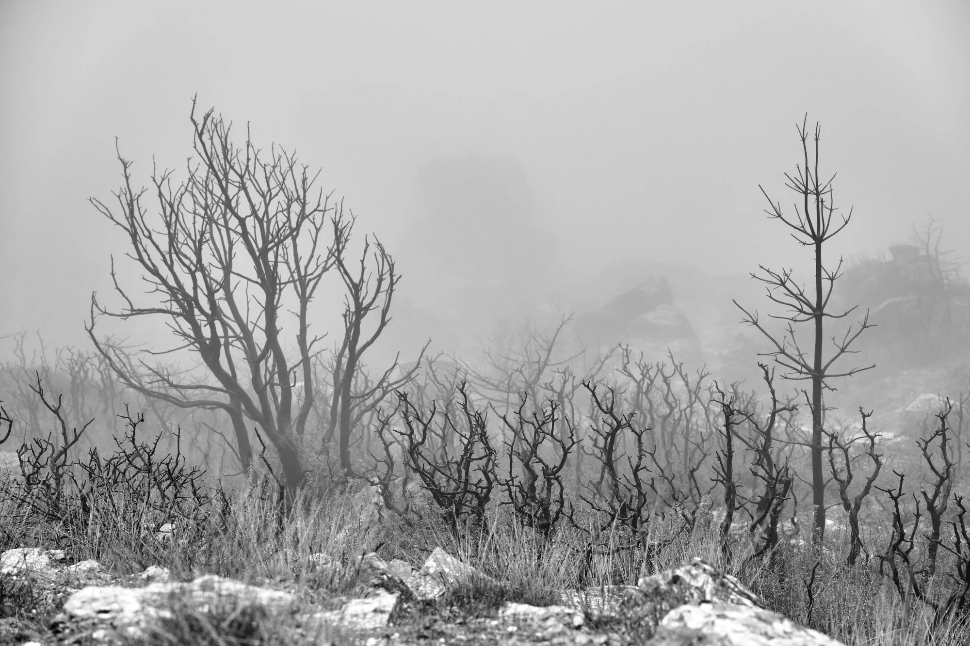 DSC_8700.jpg