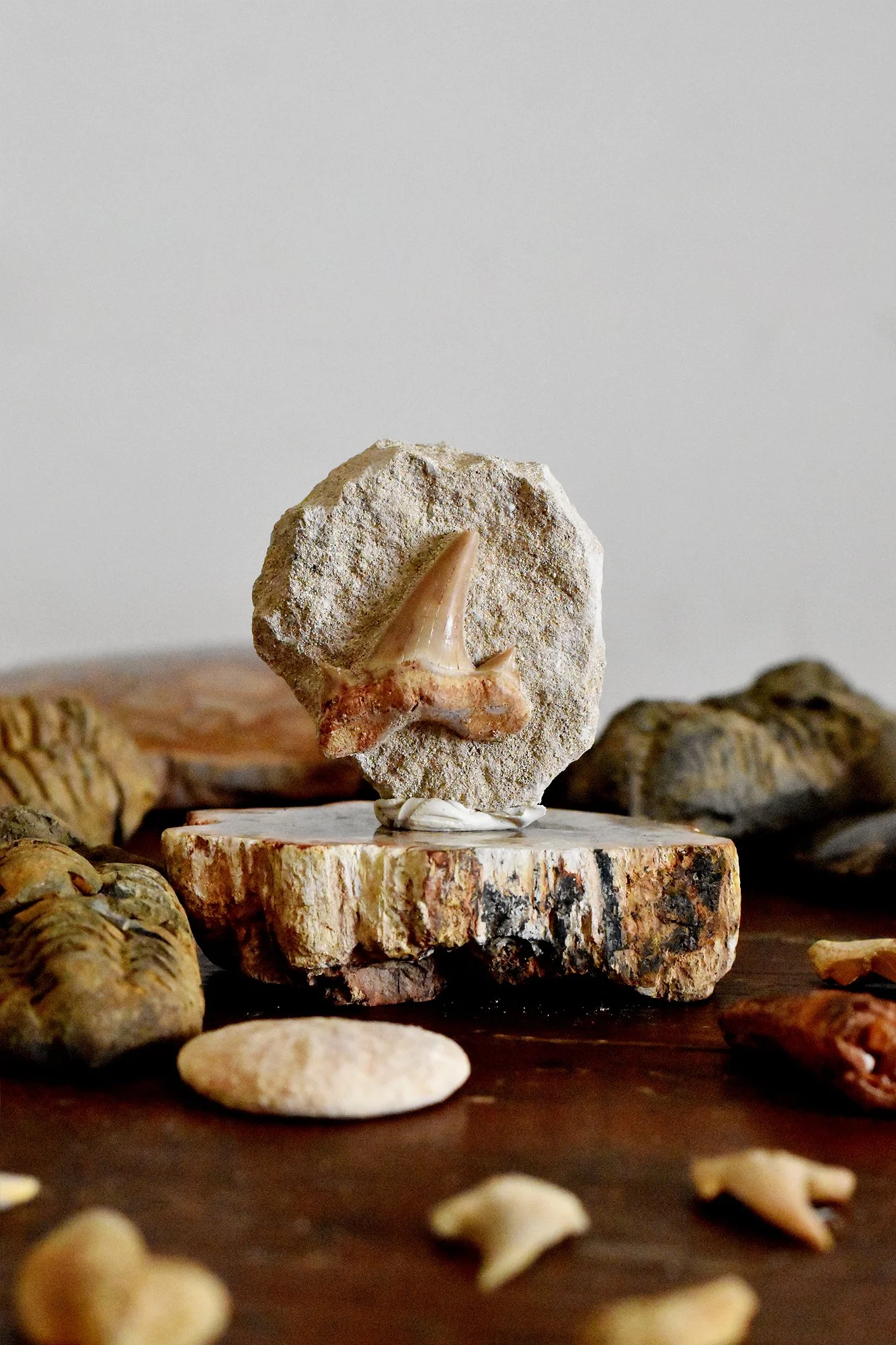 Otodus Tooth In Matrix