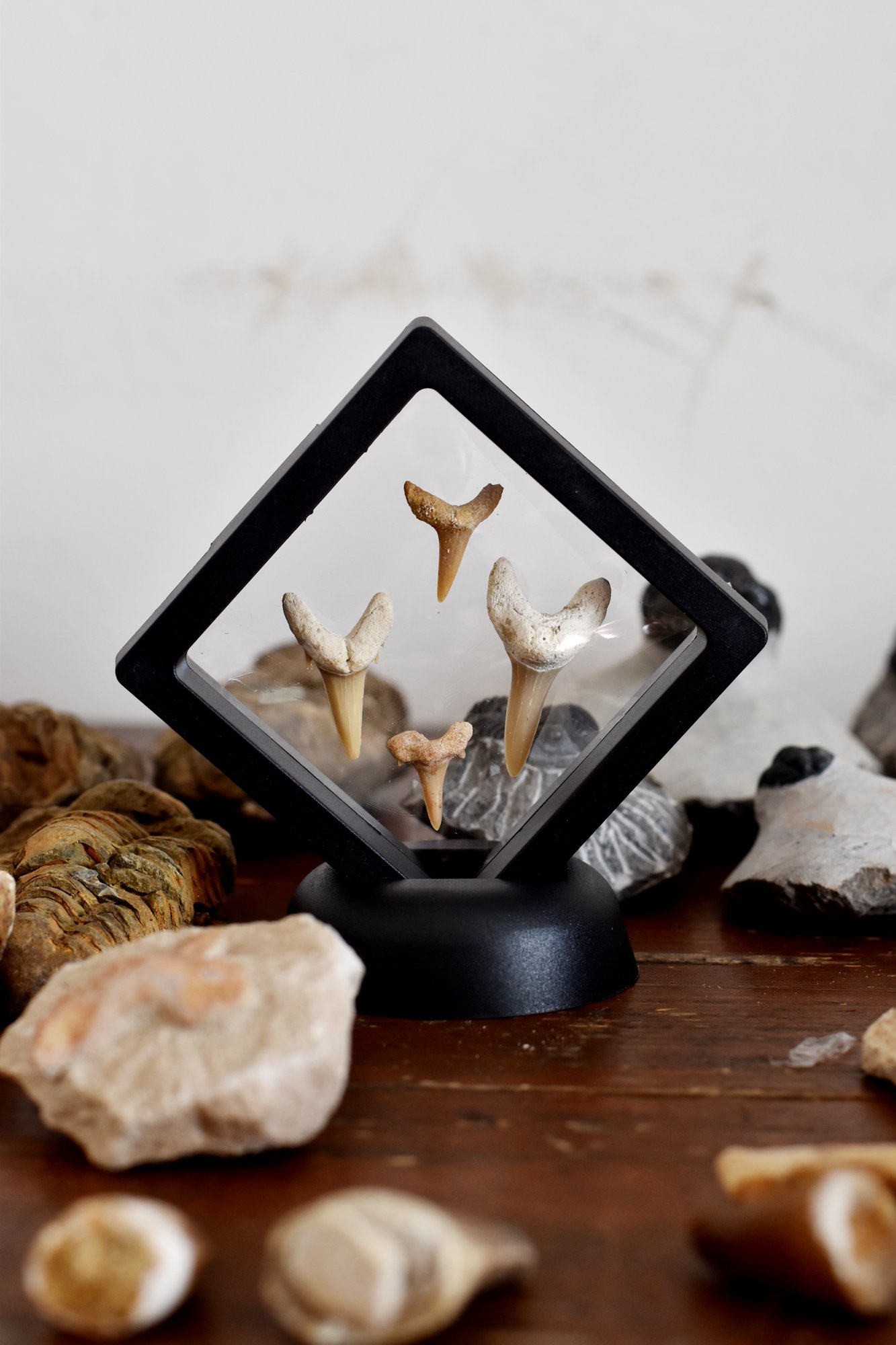 Shark Tooth Frame