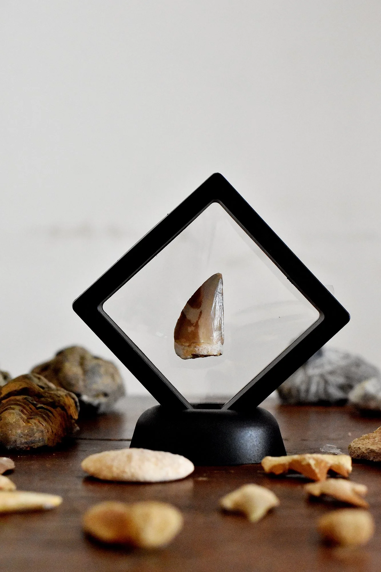 Mosasaur Tooth Frame