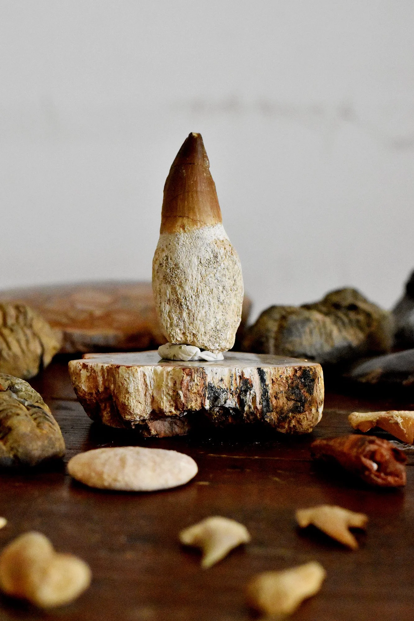 Mosasaur Tooth With Root