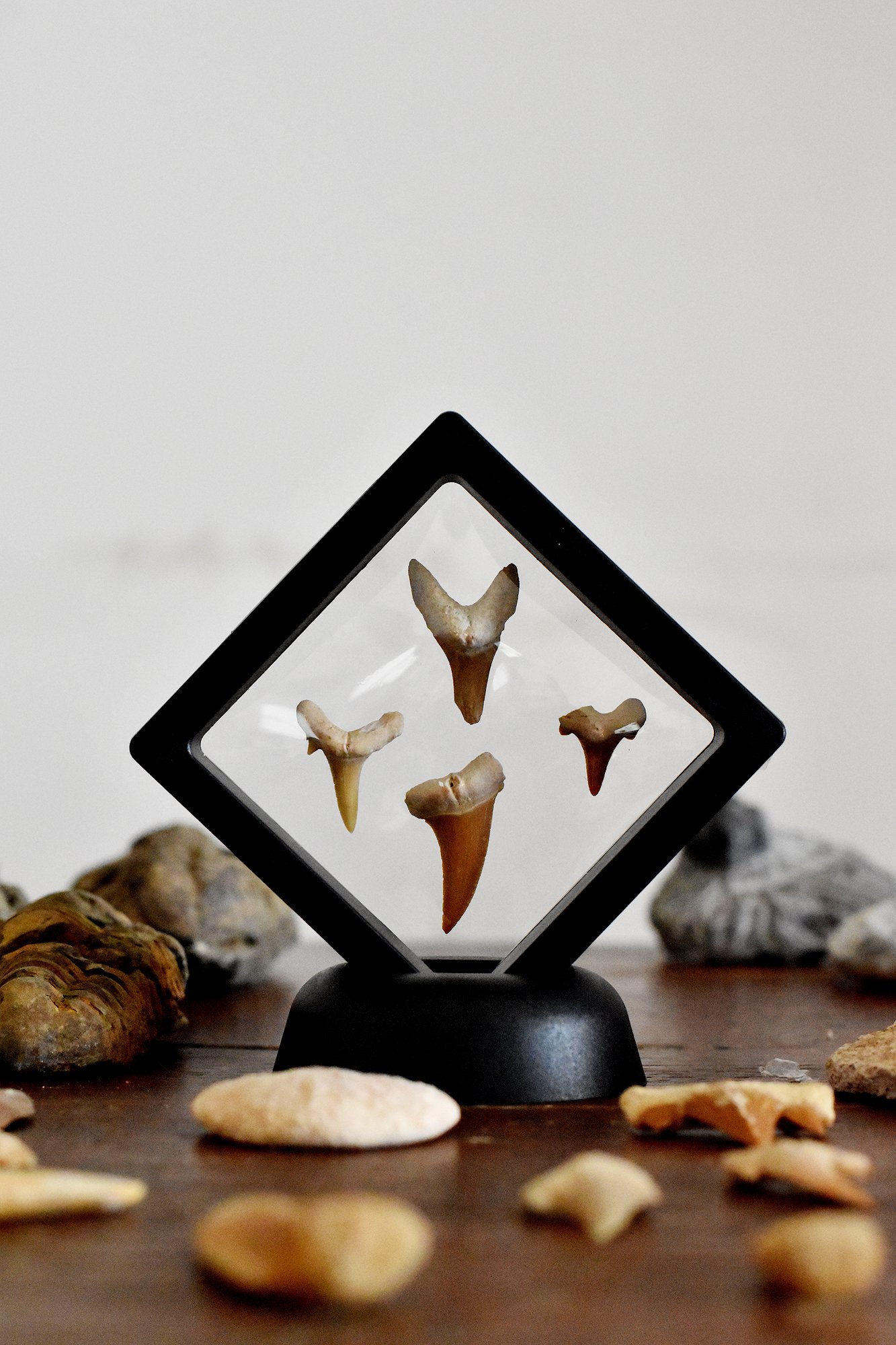 Shark Tooth Frame