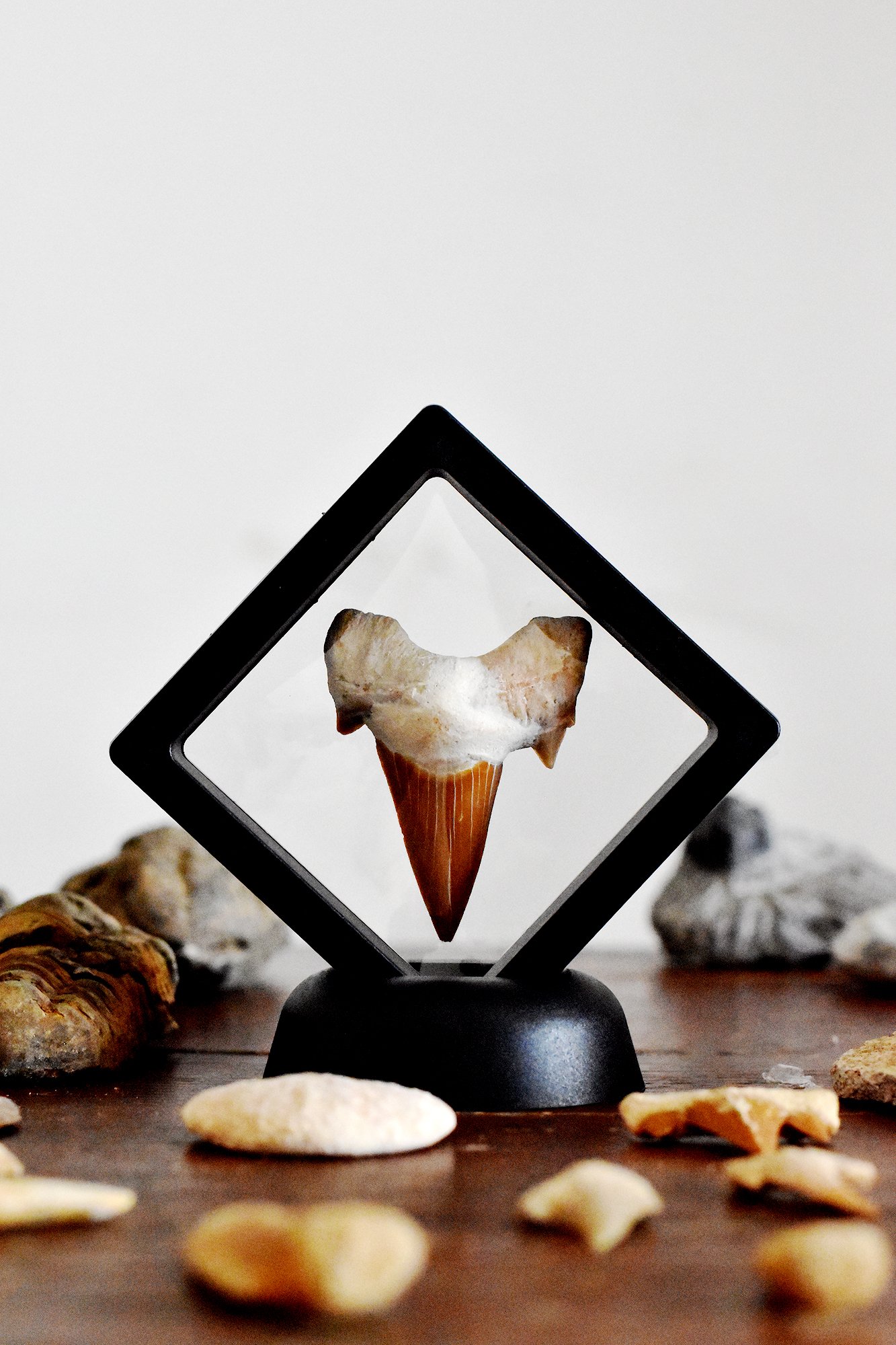 Otodus Shark Tooth Frame