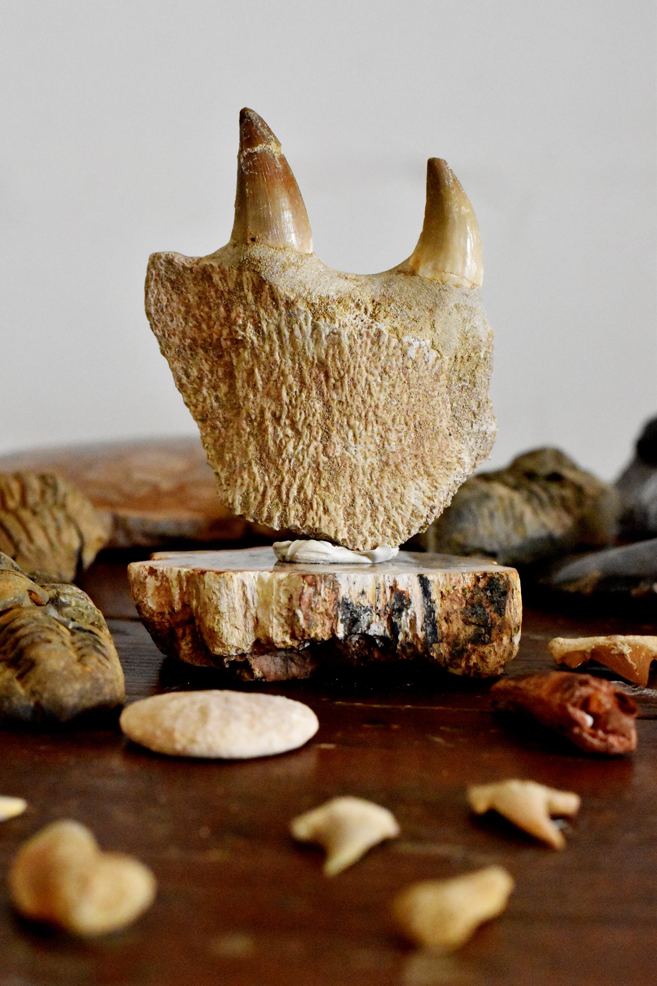 Mosasaur Partial Jaw with Teeth