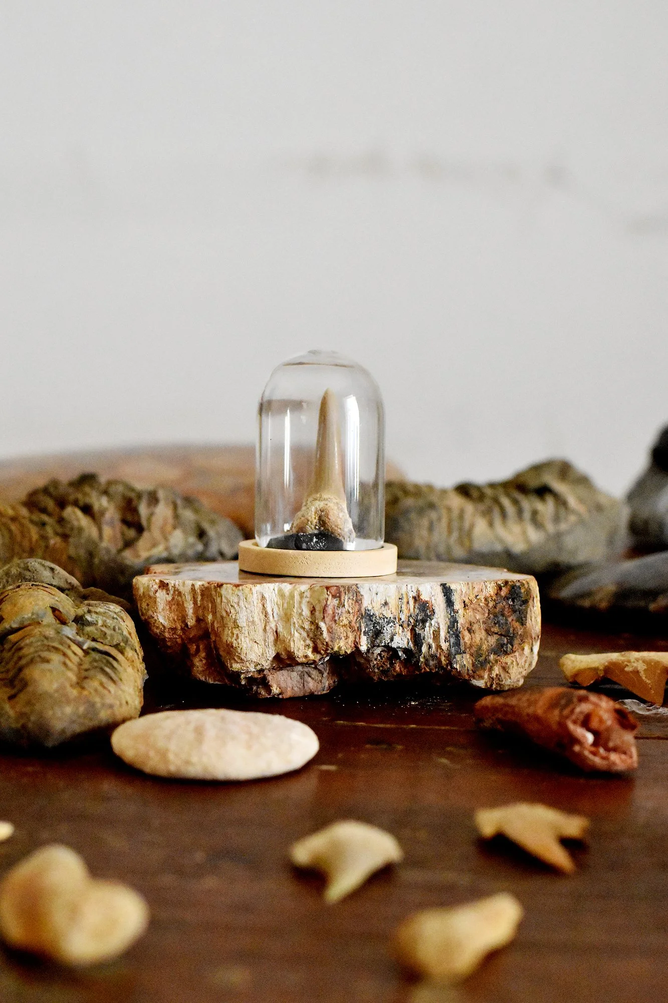 Shark Tooth In Bell Jar