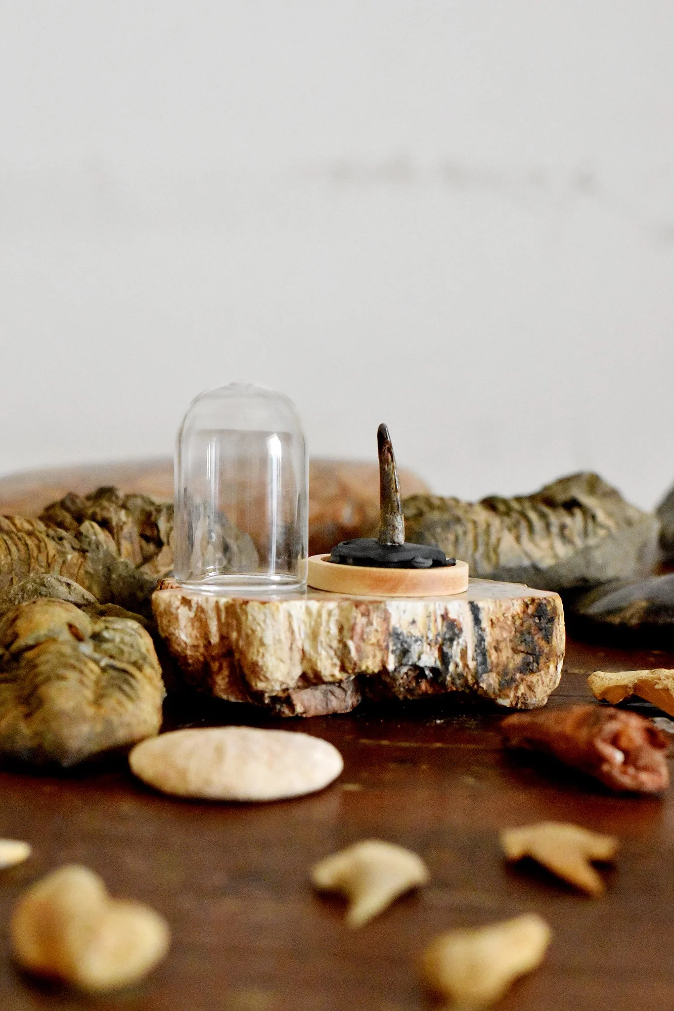 Pterosaur Tooth In Bell Jar