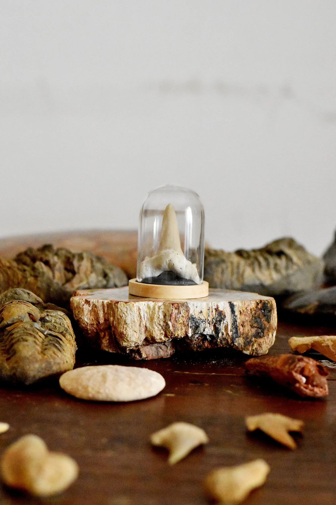 Shark Tooth In Bell Jar