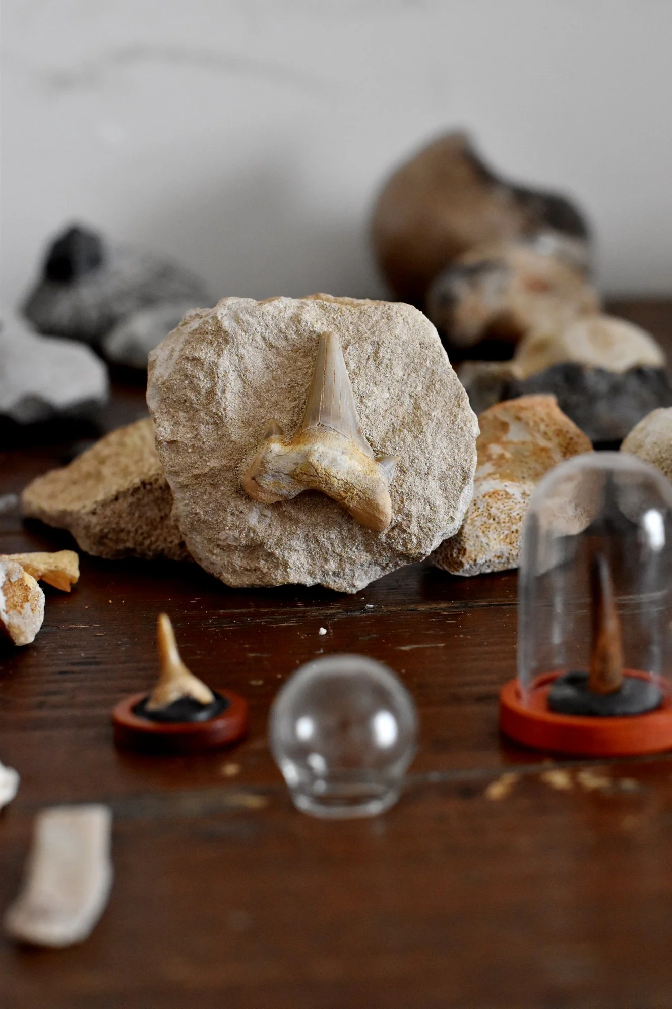 Otodus Tooth In Matrix