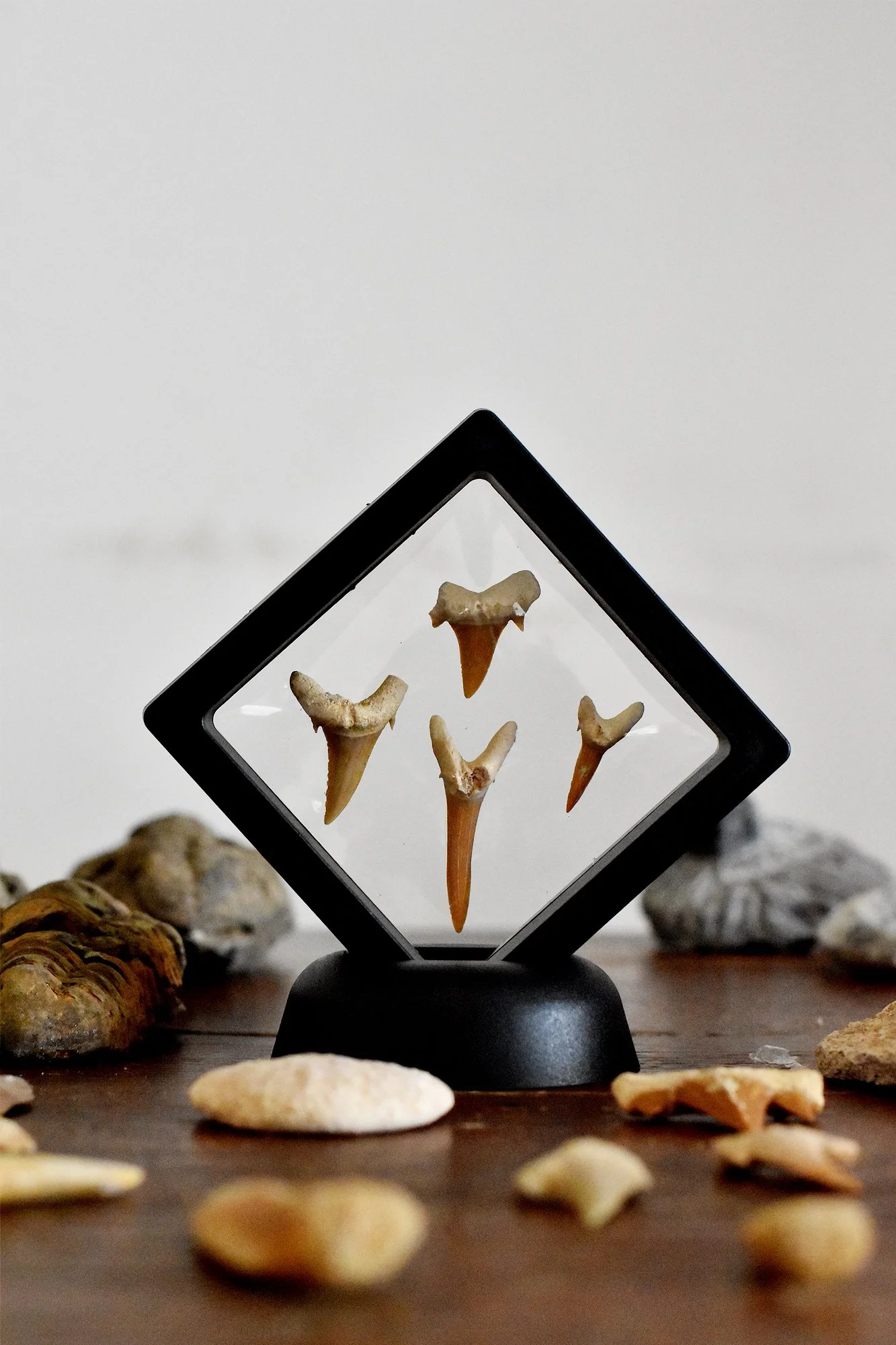 Shark Tooth Frame