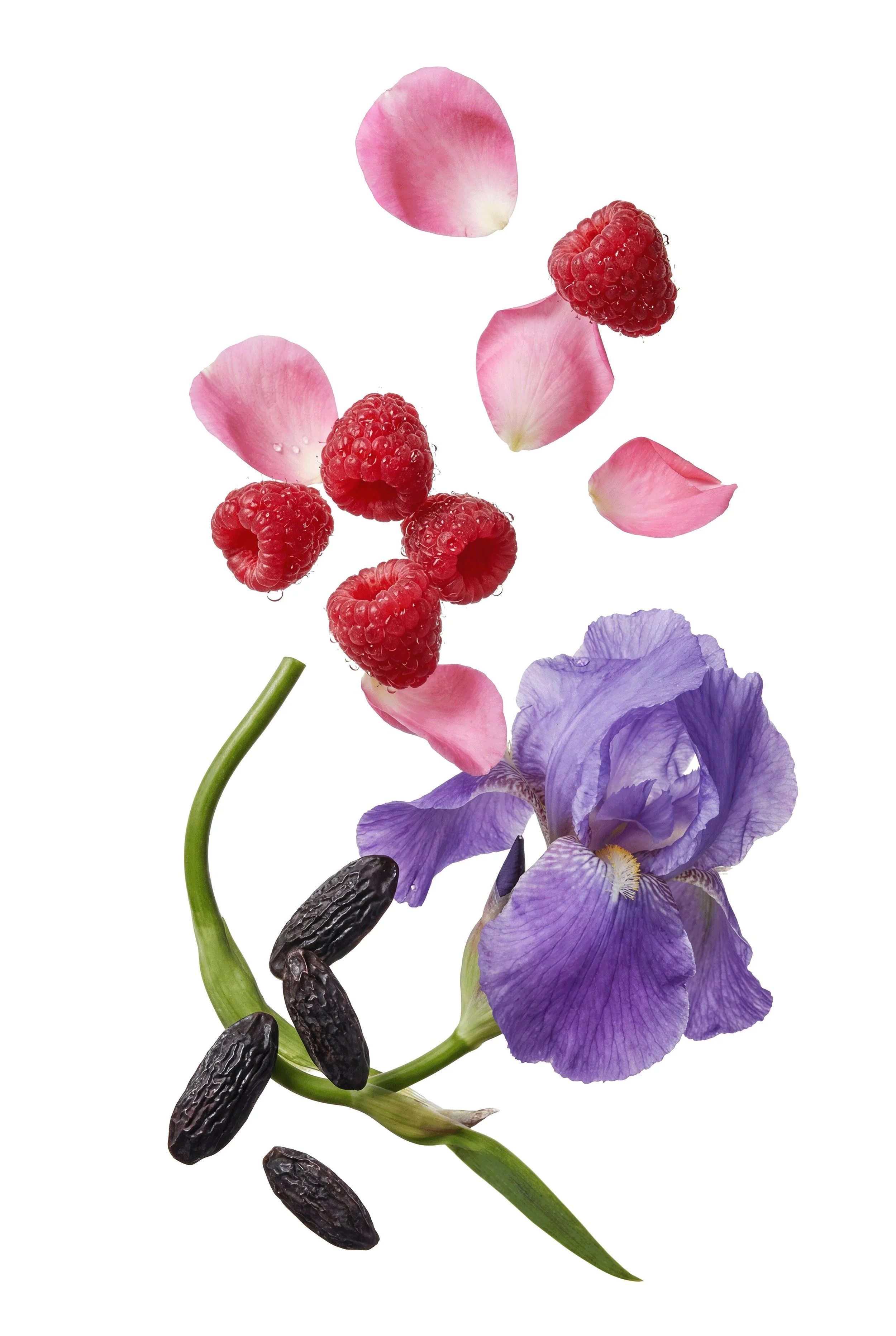 Miss Laverne fragrance ingredients featuring orange blossom, rose, iris, musk and tonka on white background