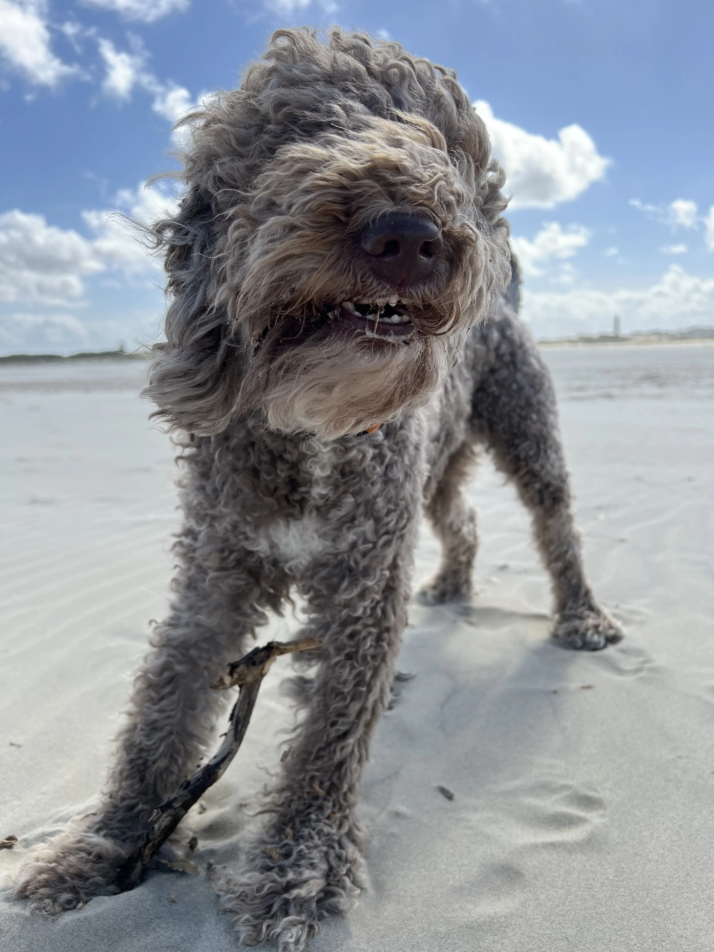 Ein brauner, lockiger Hund steht am Strand unter einem blauen Himmel mit weißen Wolken, hält einen Stock im Maul.