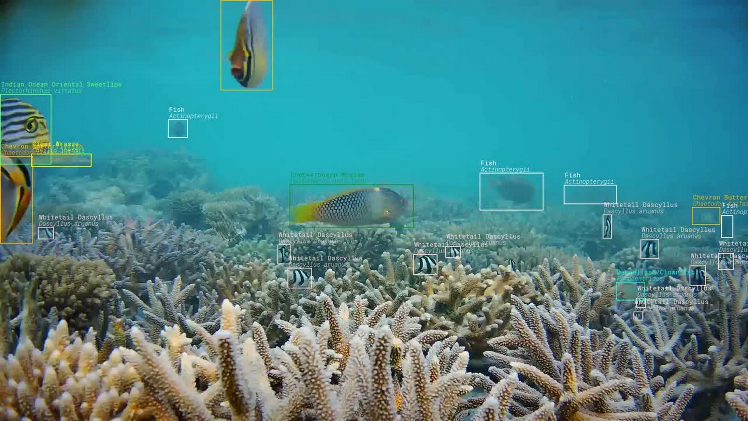De la collecte brute de données marines au modèle d'IA de reconnaissance d'espèces - Cas Stream Ocean