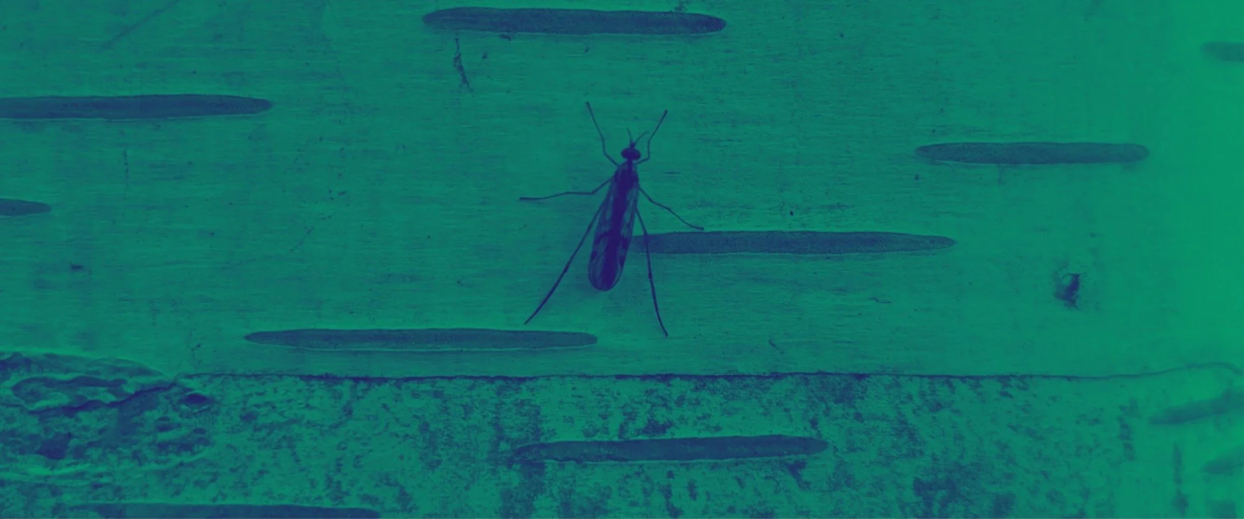 GREEN MONTH: Organic Matter: People. Music. Nature. Together.