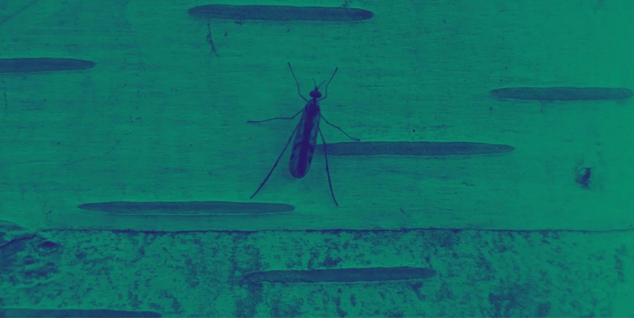 GREEN MONTH: Organic Matter: People. Music. Nature. Together.