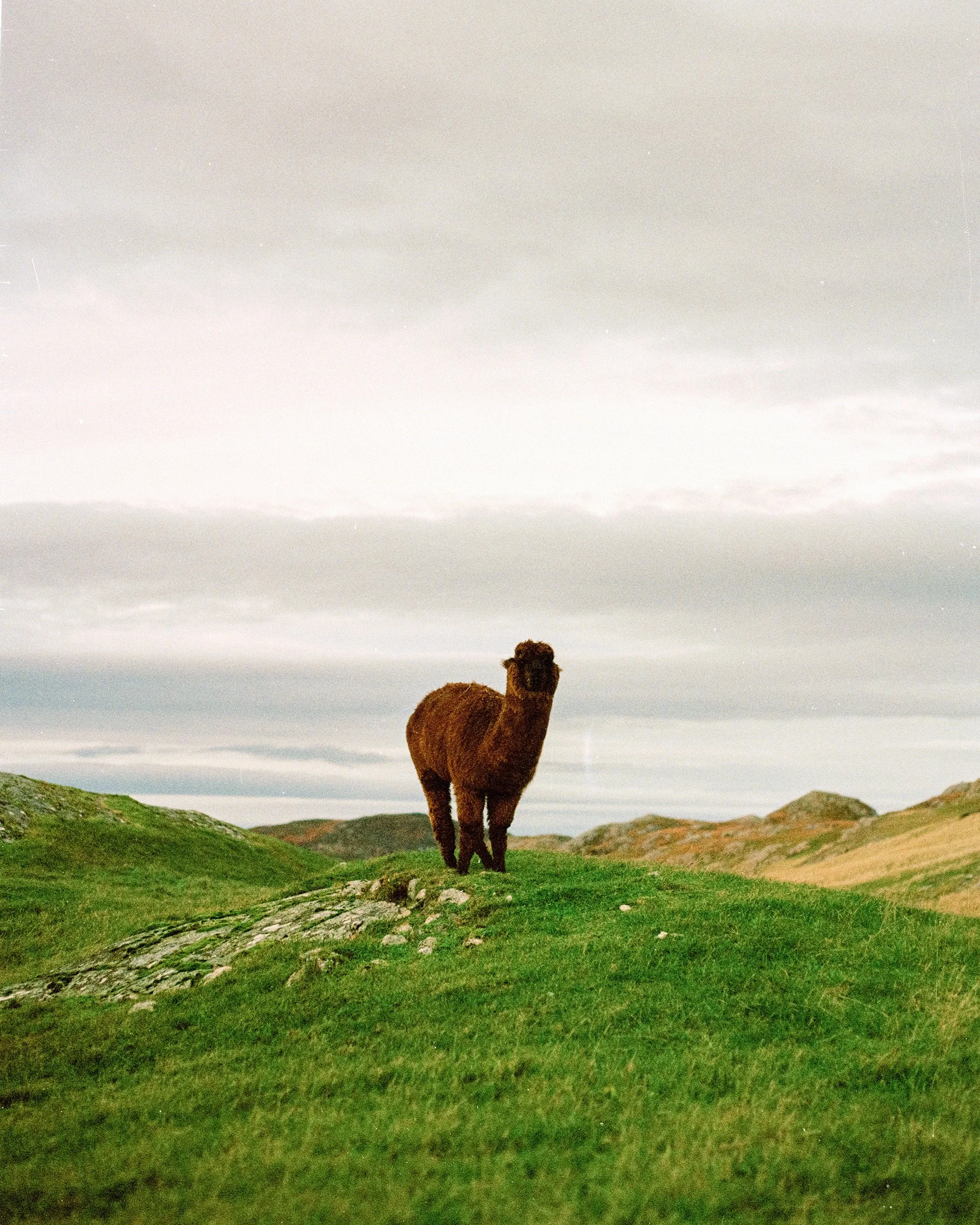 Alpaca2-3.jpg