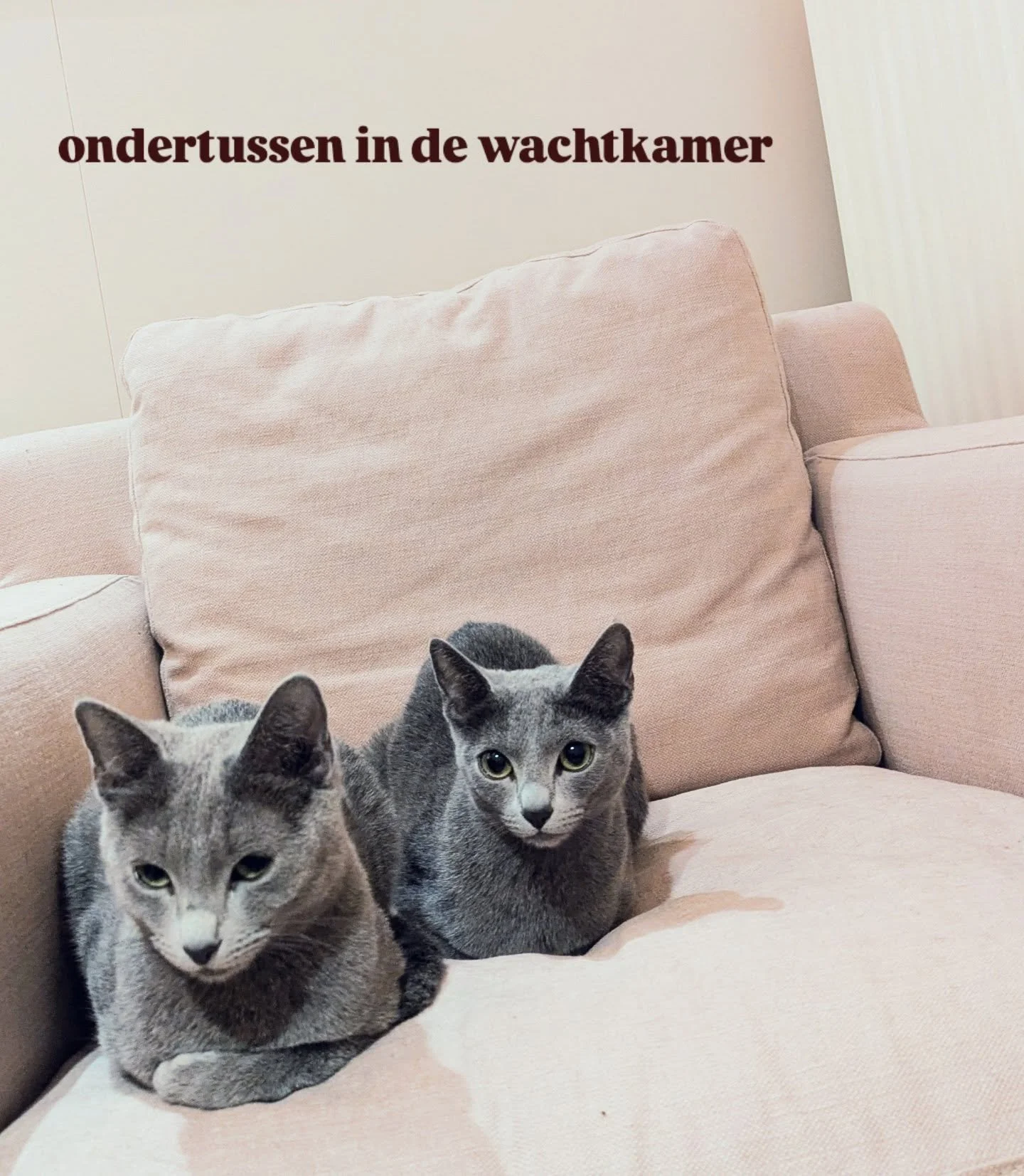 Nala ; "Zou het pijn doen?"
Dusa ; "Er is verdoving h&eacute;, naar het schijnt helpt dat."
Nala ; "Ik vraag voor een Catliner..."

#elkedagmooi

#permanentemakeupbelgi&euml; 
#eyeliner #deepliner