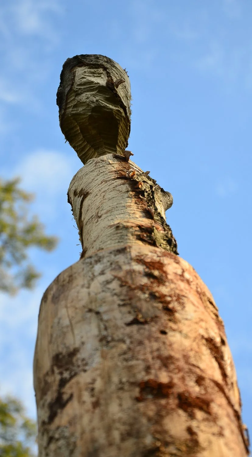  From the notes of a beaver hunter  2015